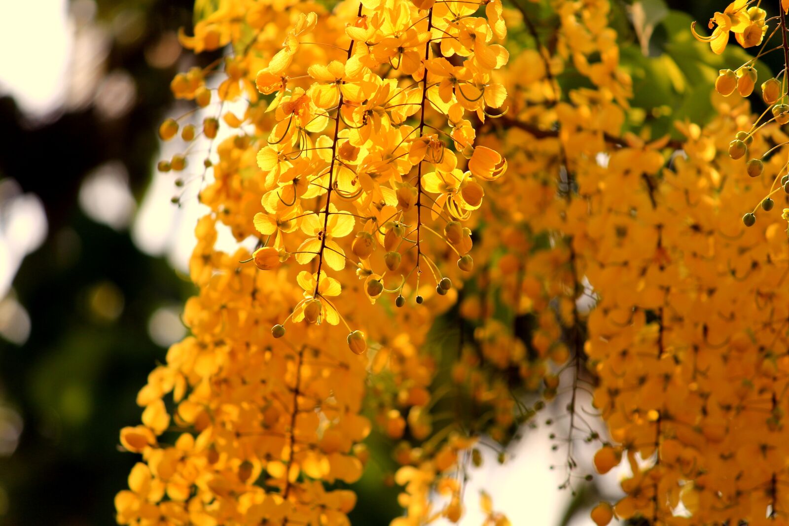 Canon EOS 700D (EOS Rebel T5i / EOS Kiss X7i) sample photo. Autumn, nature, bright photography