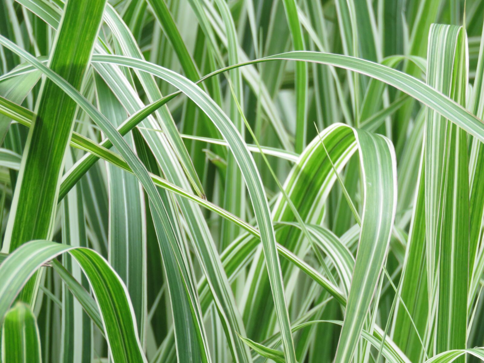 Canon PowerShot SX60 HS sample photo. Leaf, green, plants photography