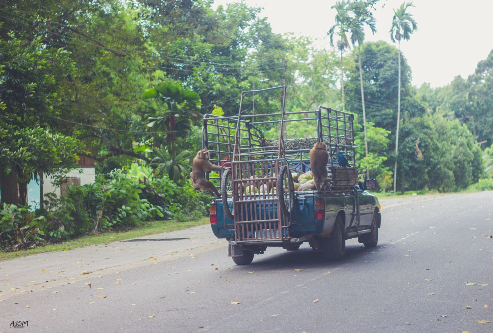 Canon EOS 60D + Canon EF 50mm F1.8 II sample photo. Monkey, travel, the car photography