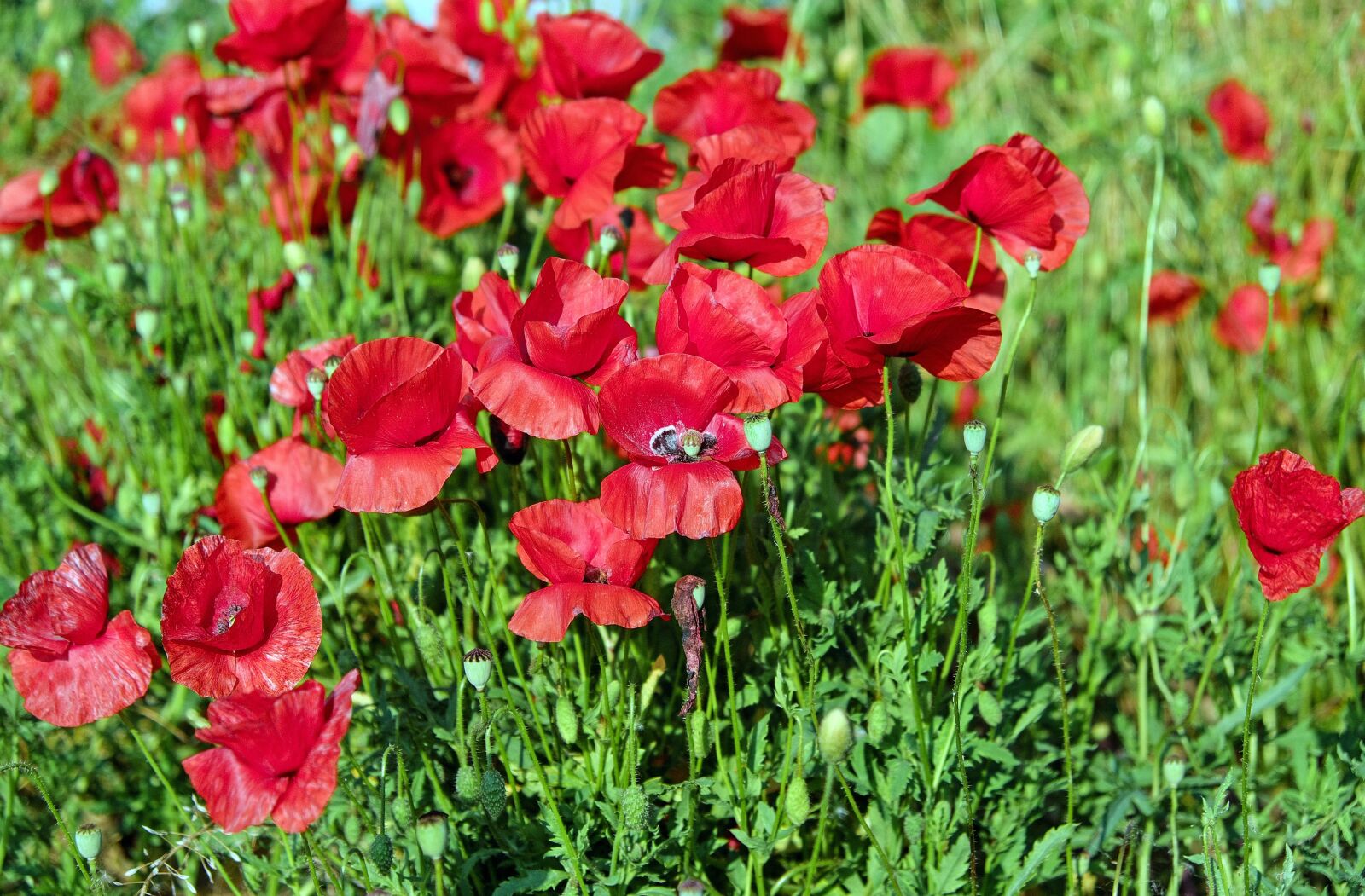 Fujifilm X-T10 sample photo. Poppy, flower, blossom photography