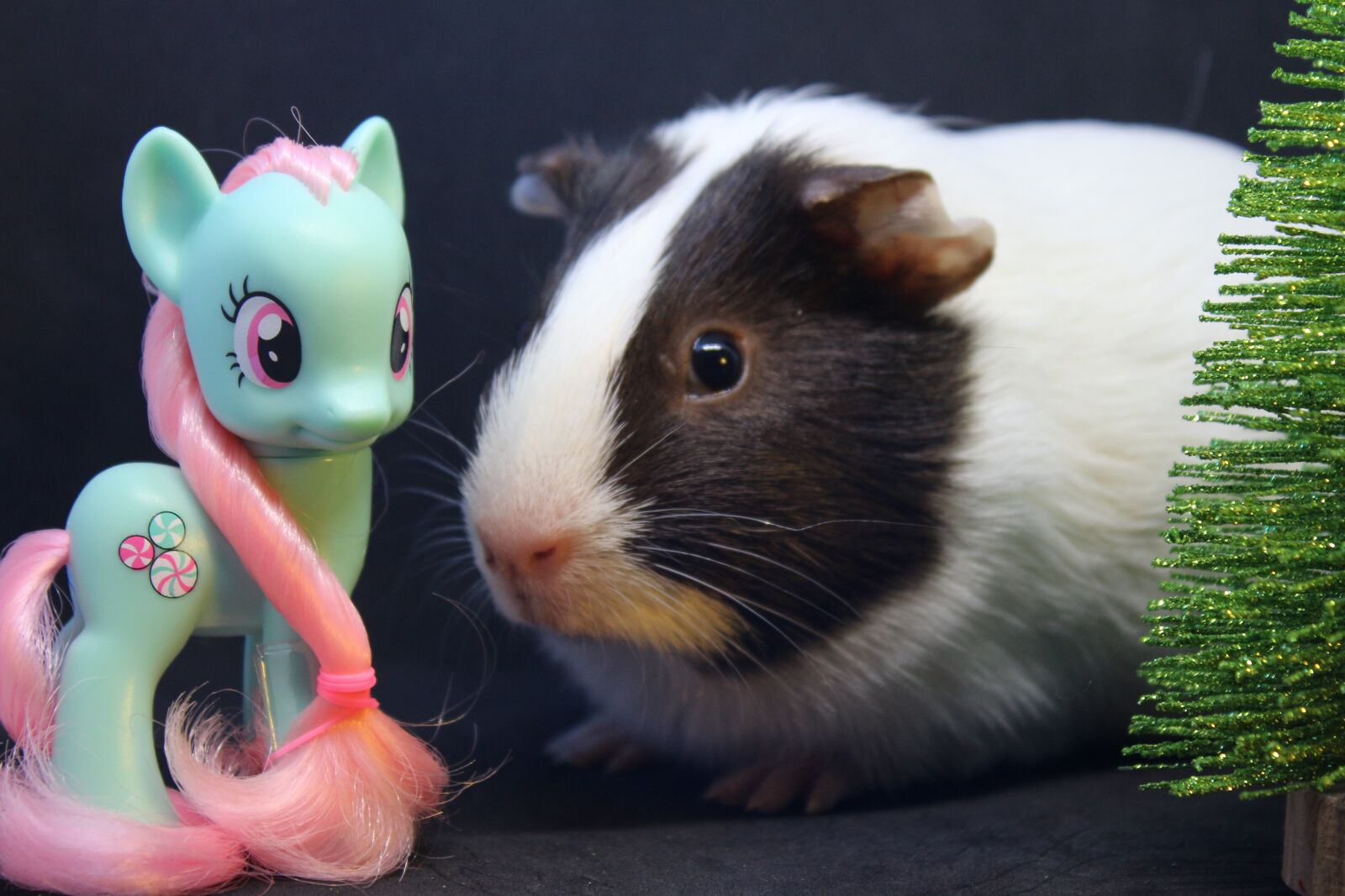 Canon EF-S 18-55mm F3.5-5.6 IS sample photo. Sea ​​pig, sweet, pony photography