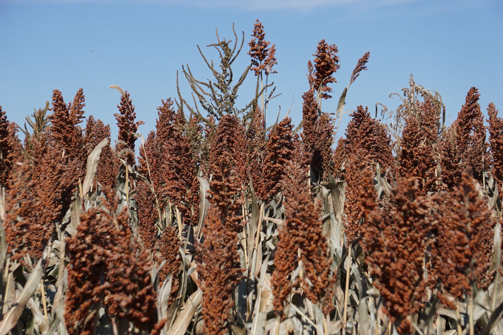 Sony E 55-210mm F4.5-6.3 OSS sample photo. Milo, kansas, agriculture photography