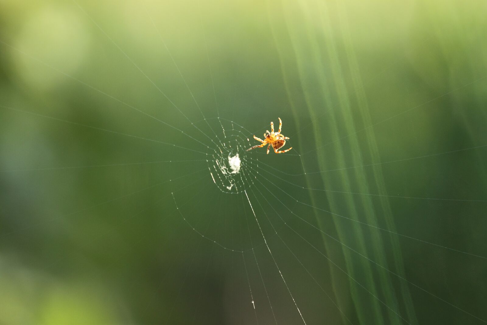 Canon EOS 500D (EOS Rebel T1i / EOS Kiss X3) sample photo. Spider, cobweb predator, prey photography