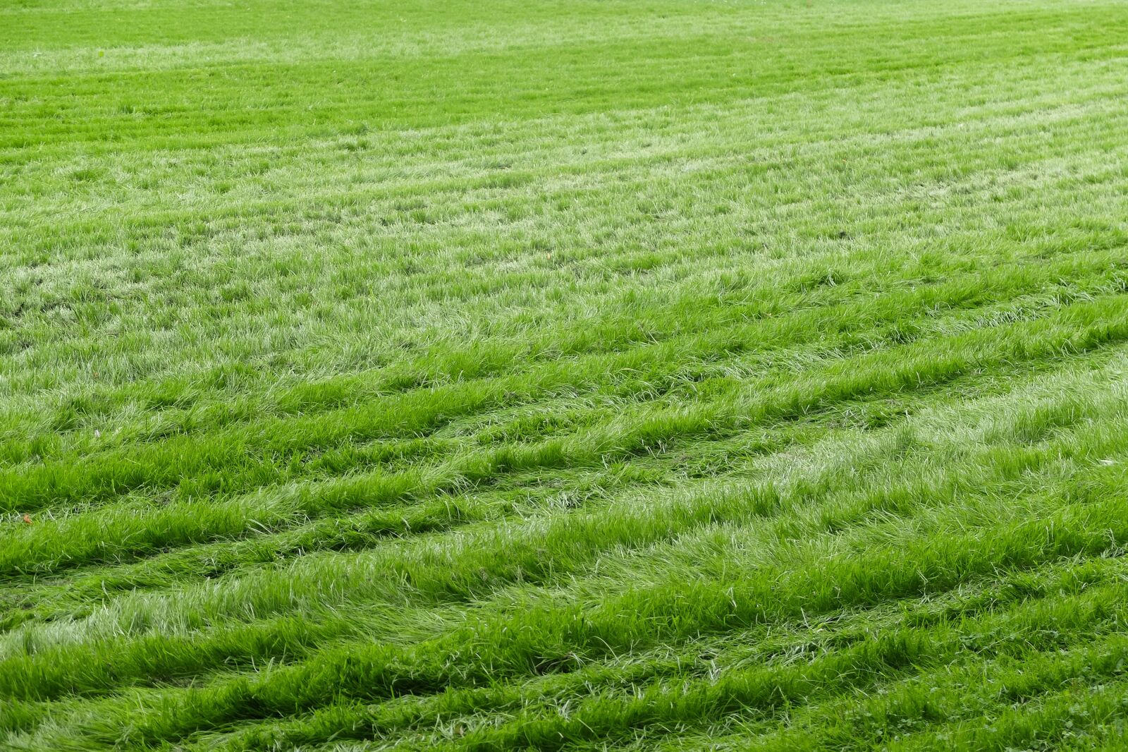Fujifilm X30 sample photo. Lawn, grass, sward photography