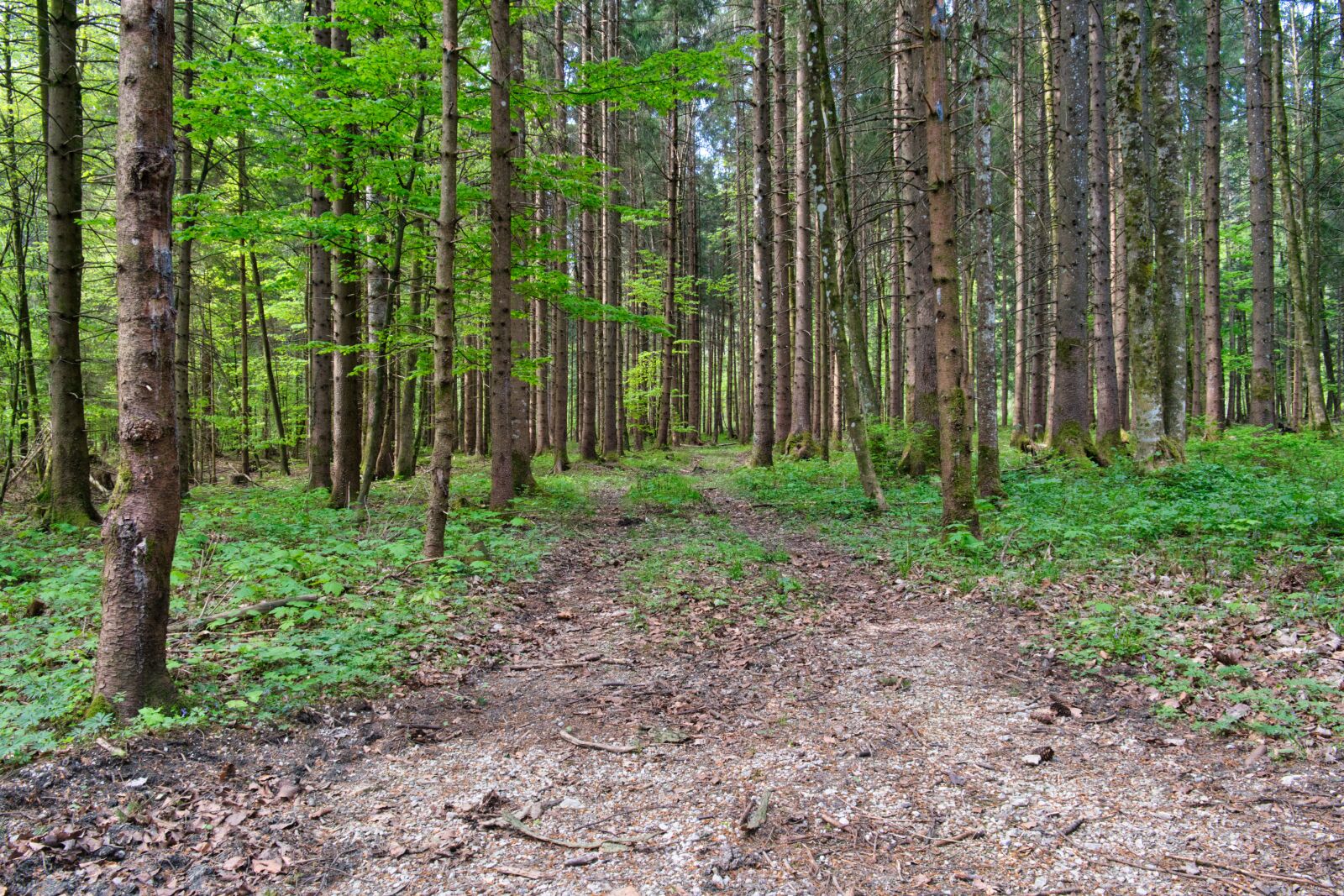 Nikon D7500 sample photo. Forest, away, forest path photography