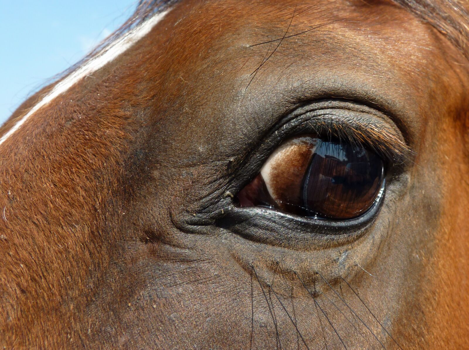 Panasonic Lumix DMC-FZ35 (Lumix DMC-FZ38) sample photo. Eye, horse, œil photography