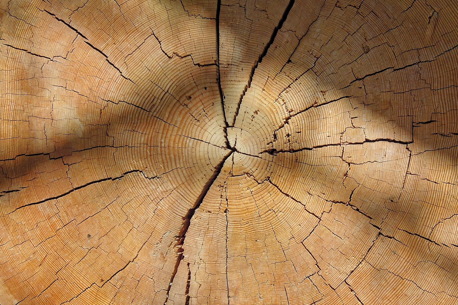 Nikon Coolpix P300 sample photo. Wood, tribe, annual rings photography