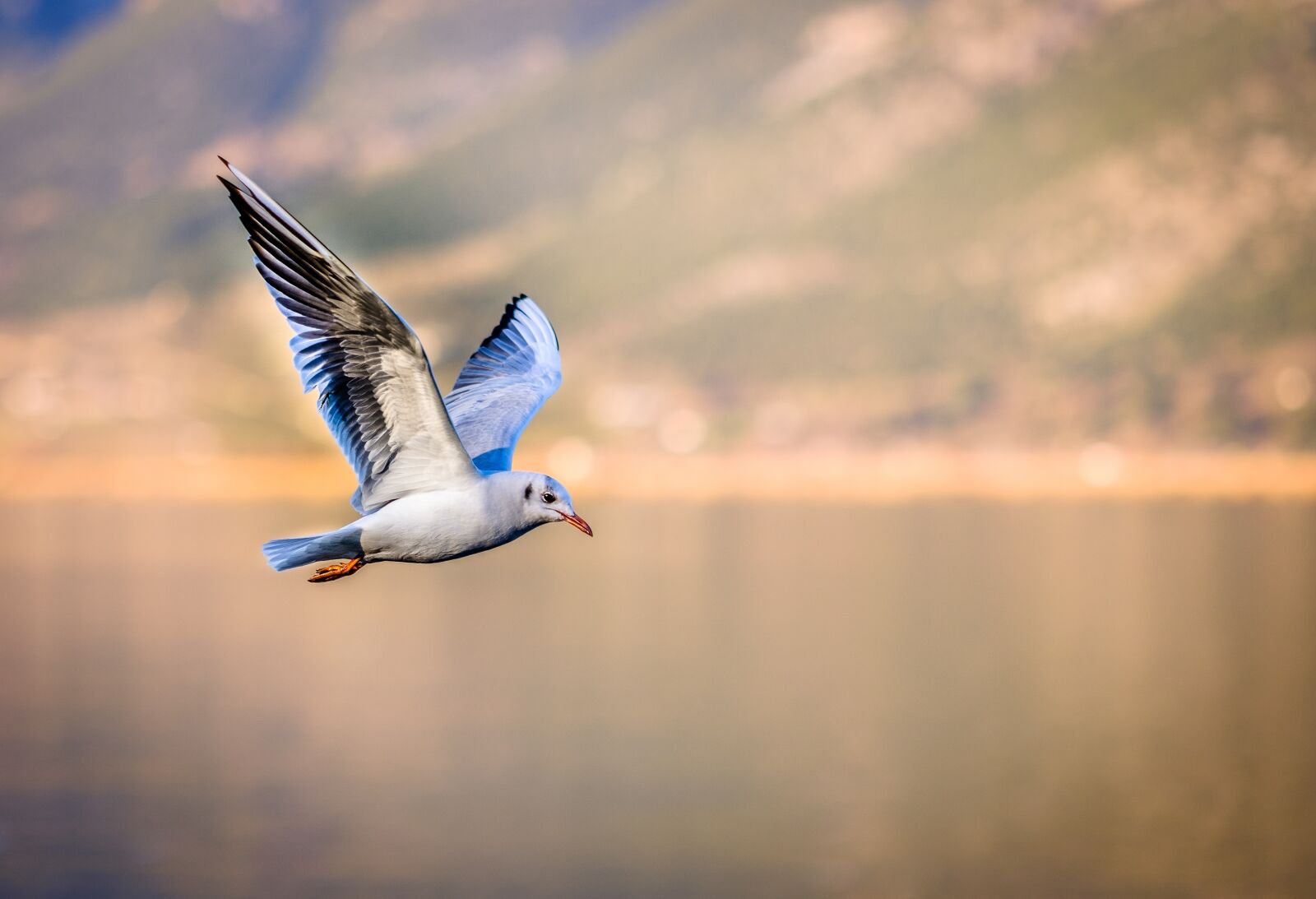 Fujifilm X-T20 sample photo. Bird, seagull, flying photography