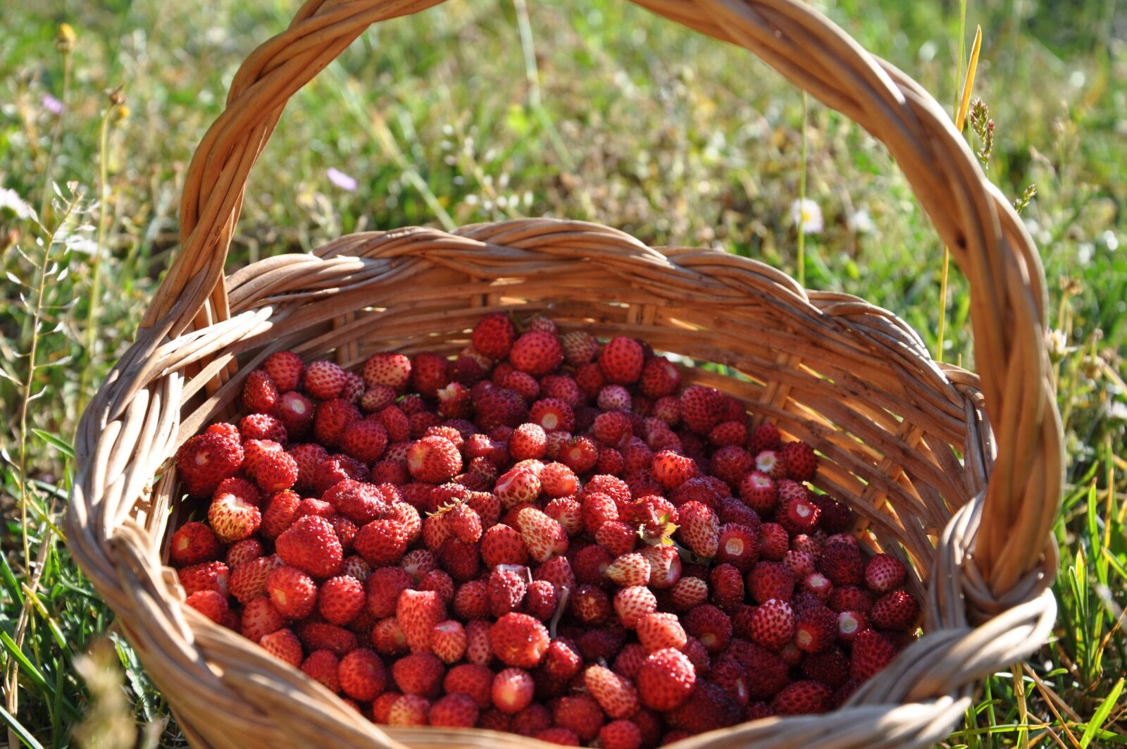 Nikon D90 sample photo. Strawberry, basket, summer photography