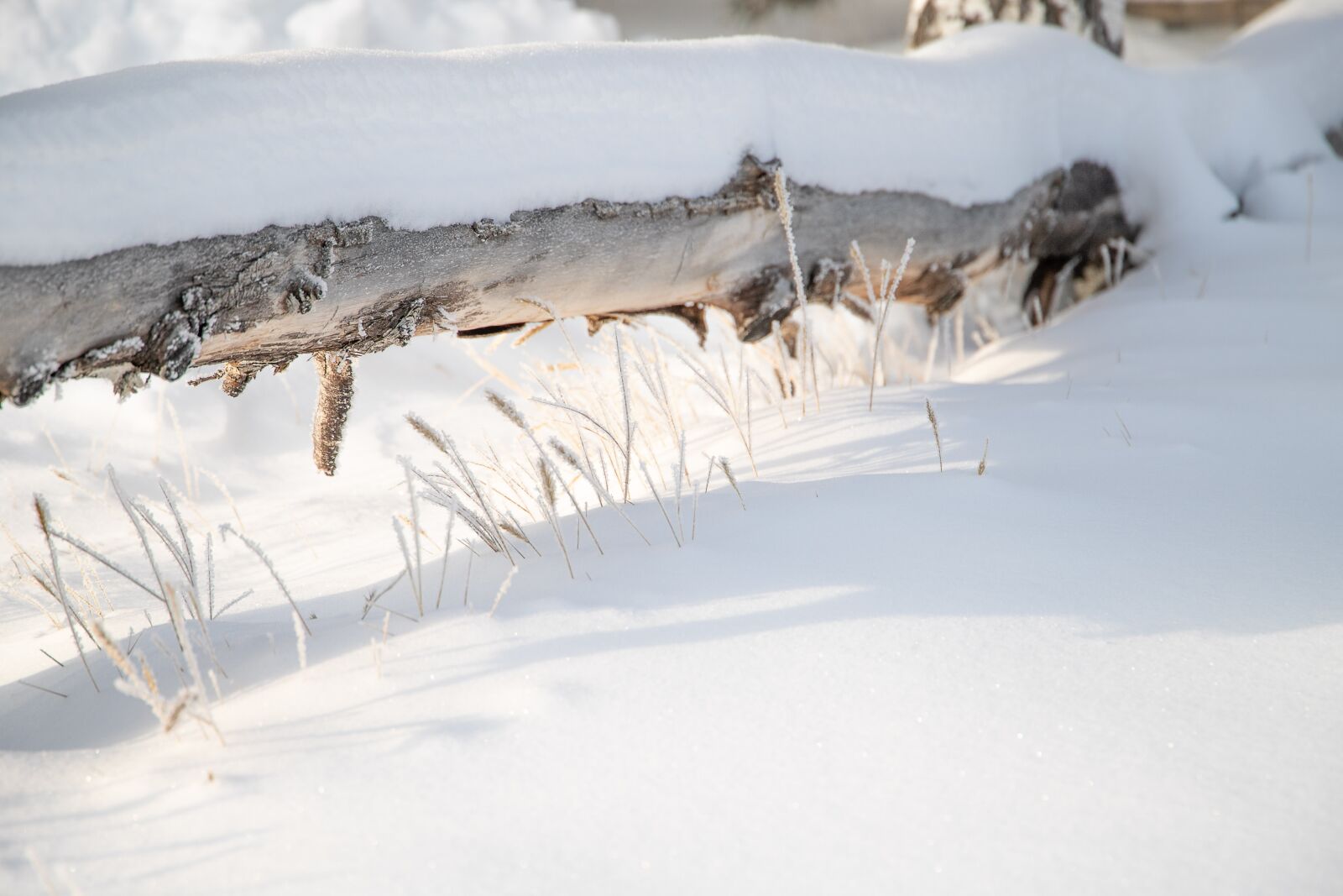 Canon EF 24-105mm F3.5-5.6 IS STM sample photo. Snow cover, log fence photography
