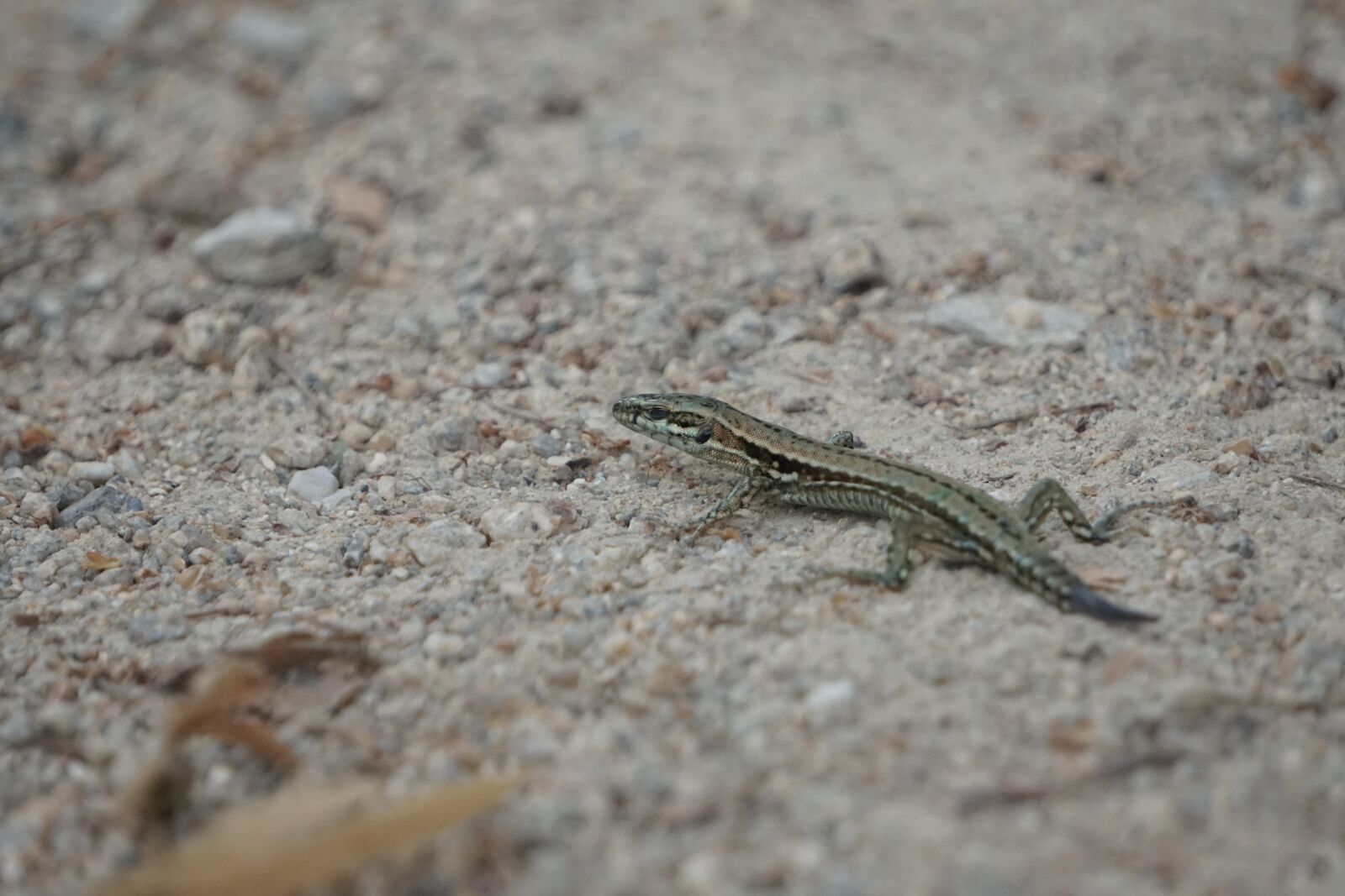 Sony E 55-210mm F4.5-6.3 OSS sample photo. Lizard, animals, nature photography