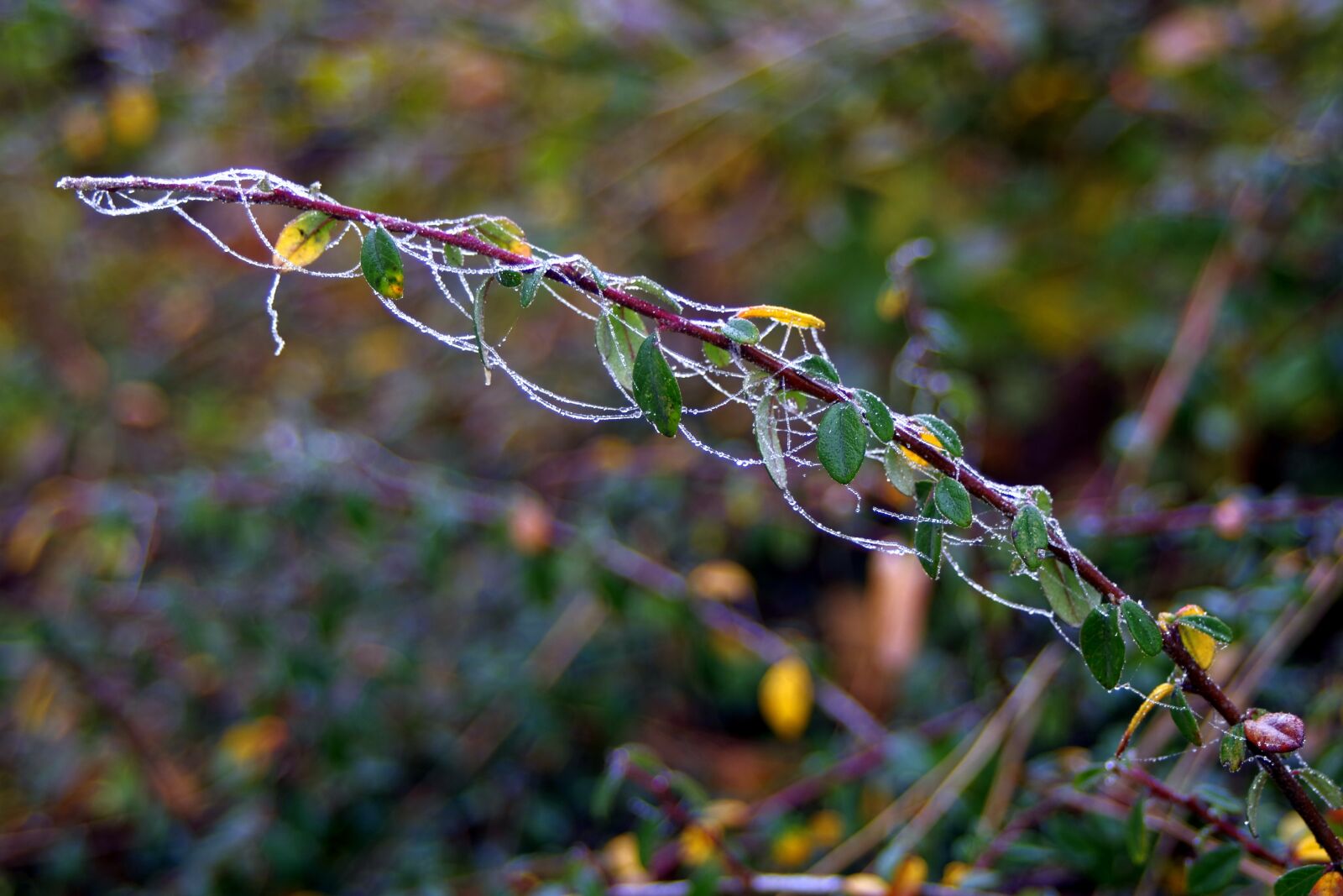 Pentax K-S2 sample photo. Frost, cobweb, icy photography