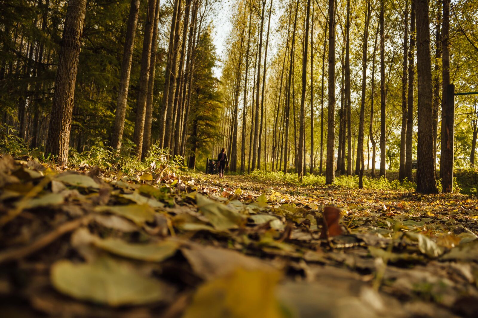 Canon EF-S 18-55mm F3.5-5.6 IS sample photo. Alone, forest path, forest photography
