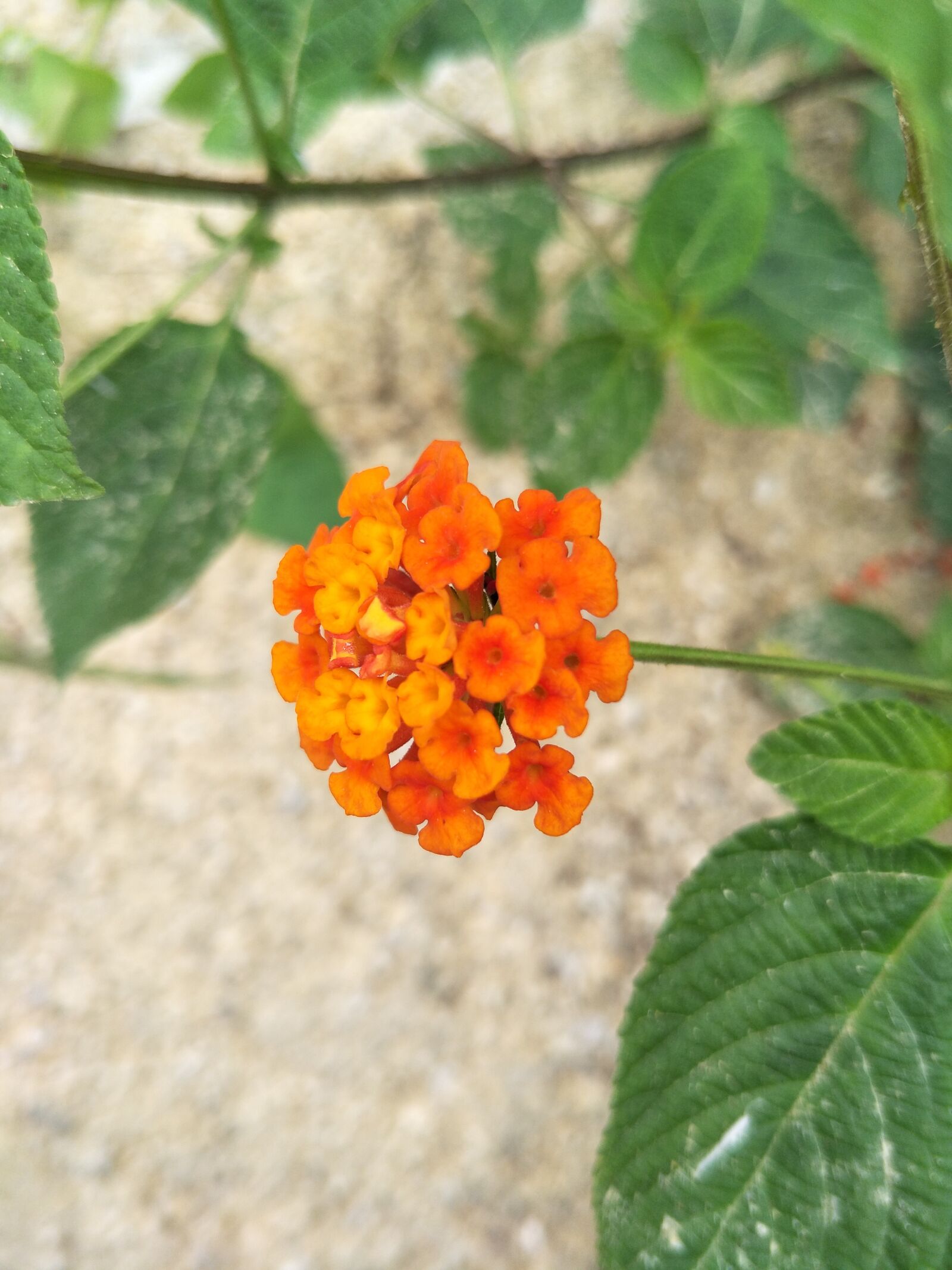 OPPO R9S sample photo. Wild little flower, red-orange photography