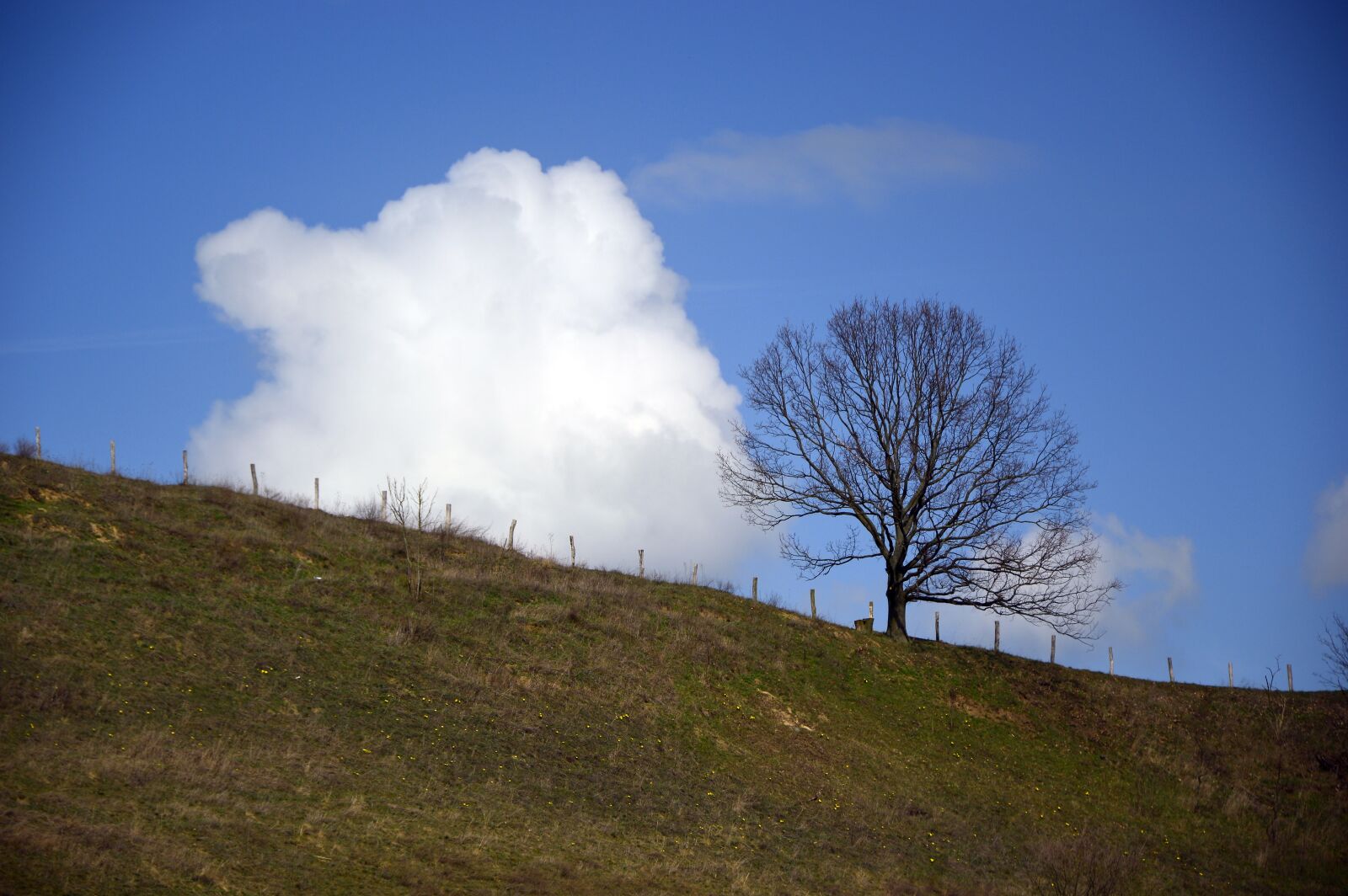 Nikon D3200 sample photo. Tree, deciduous tree, kahl photography