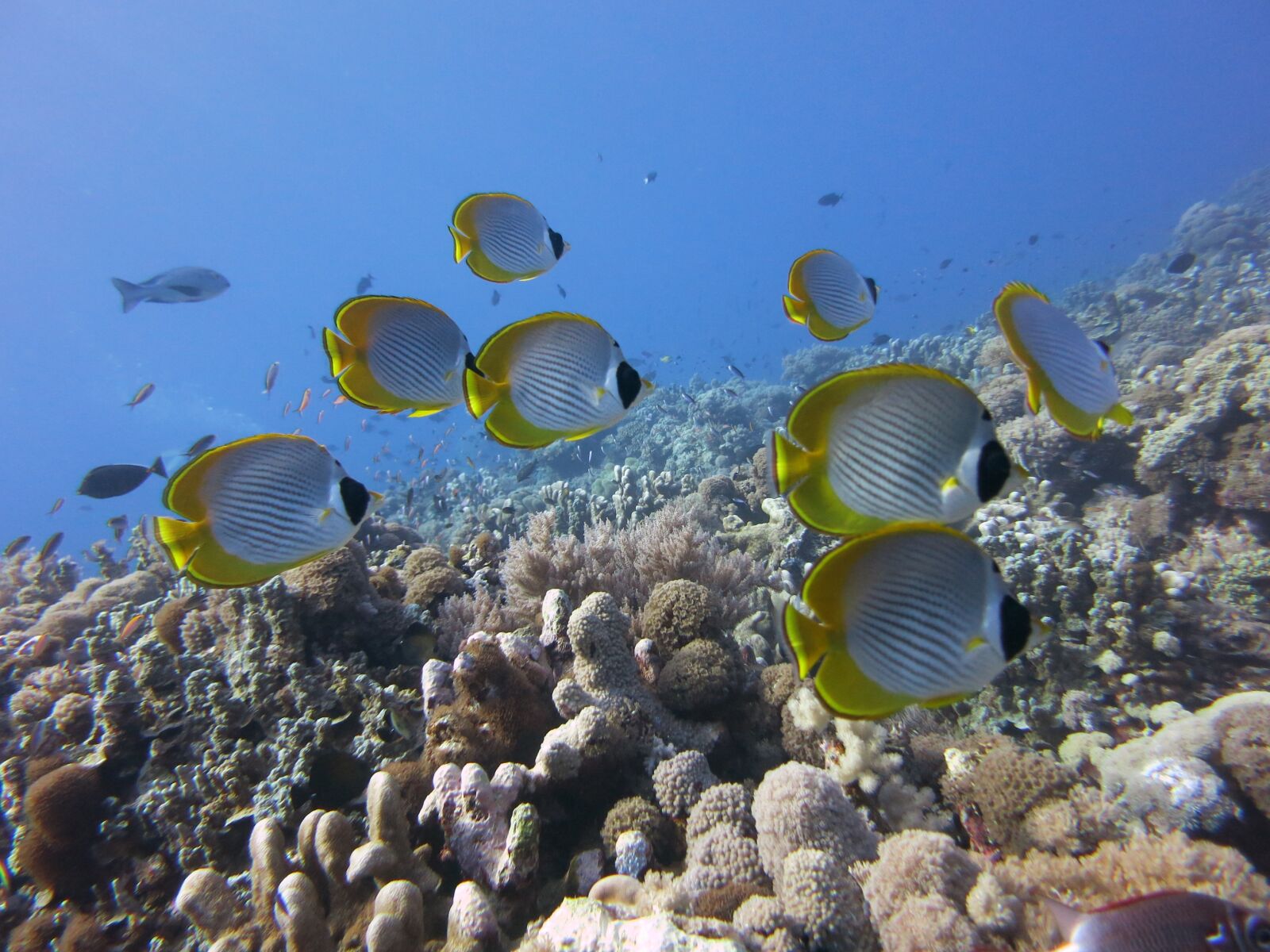 Canon PowerShot S110 sample photo. Butterflyfish, panda butterflyfish, coral photography