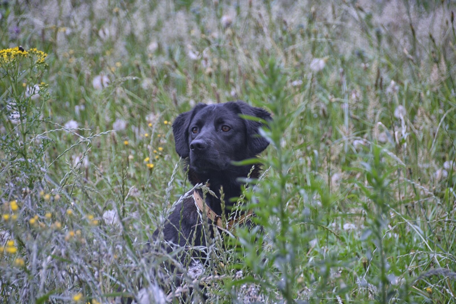 Nikon D5200 sample photo. Dog, canine, labrador photography