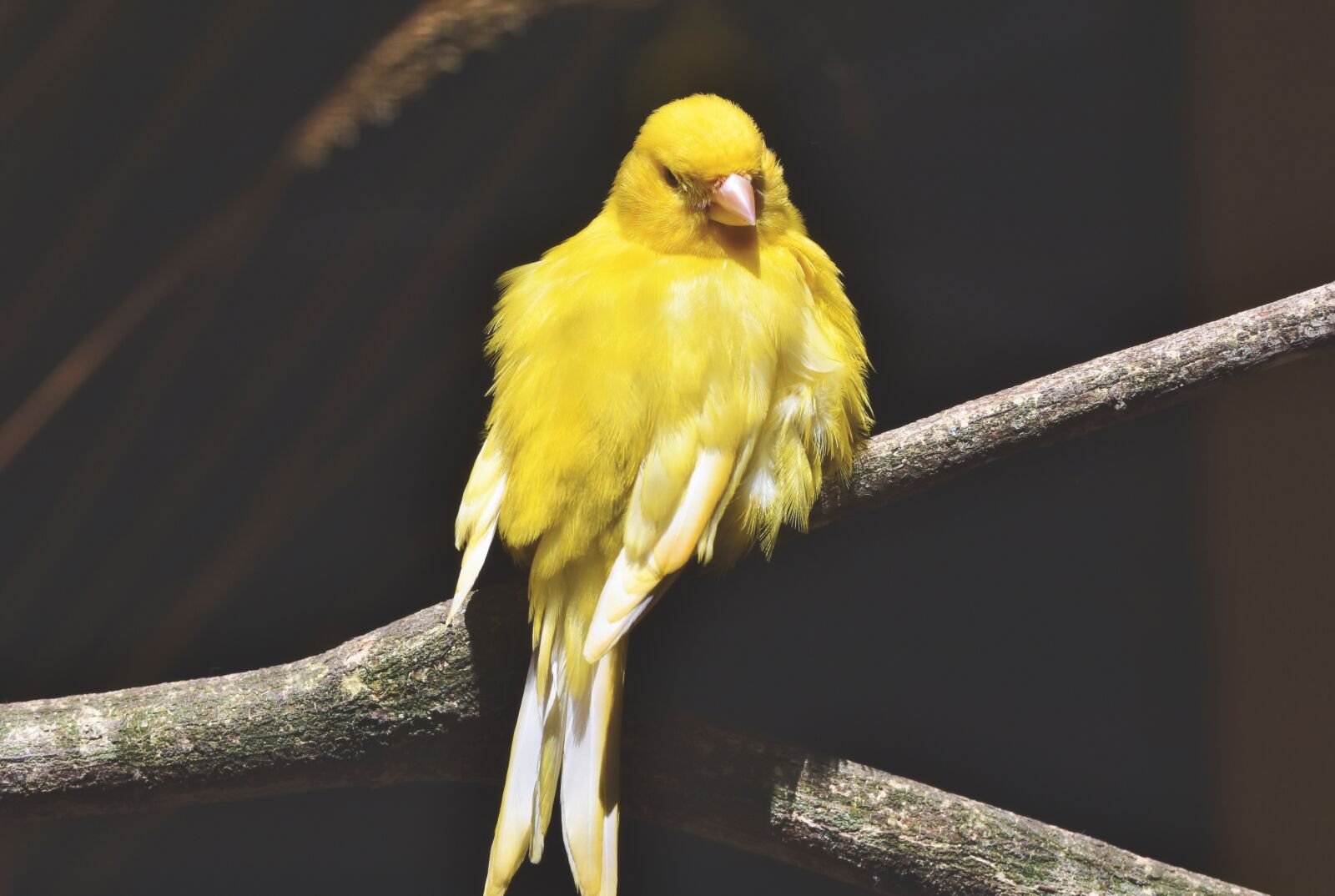 Nikon D7200 sample photo. Canary, songbird, bird photography