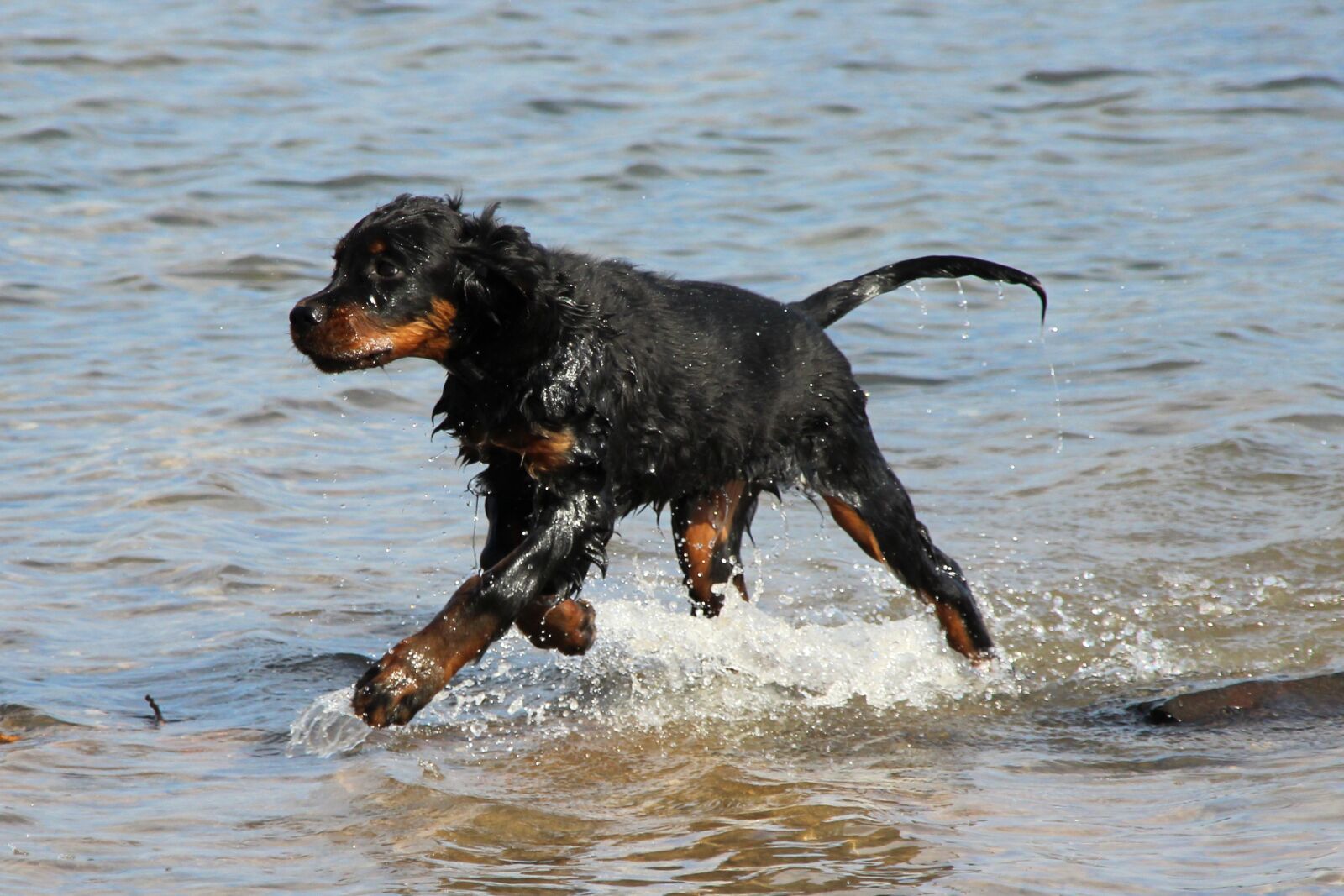 Canon EOS 600D (Rebel EOS T3i / EOS Kiss X5) sample photo. Dog, setter, gordon photography