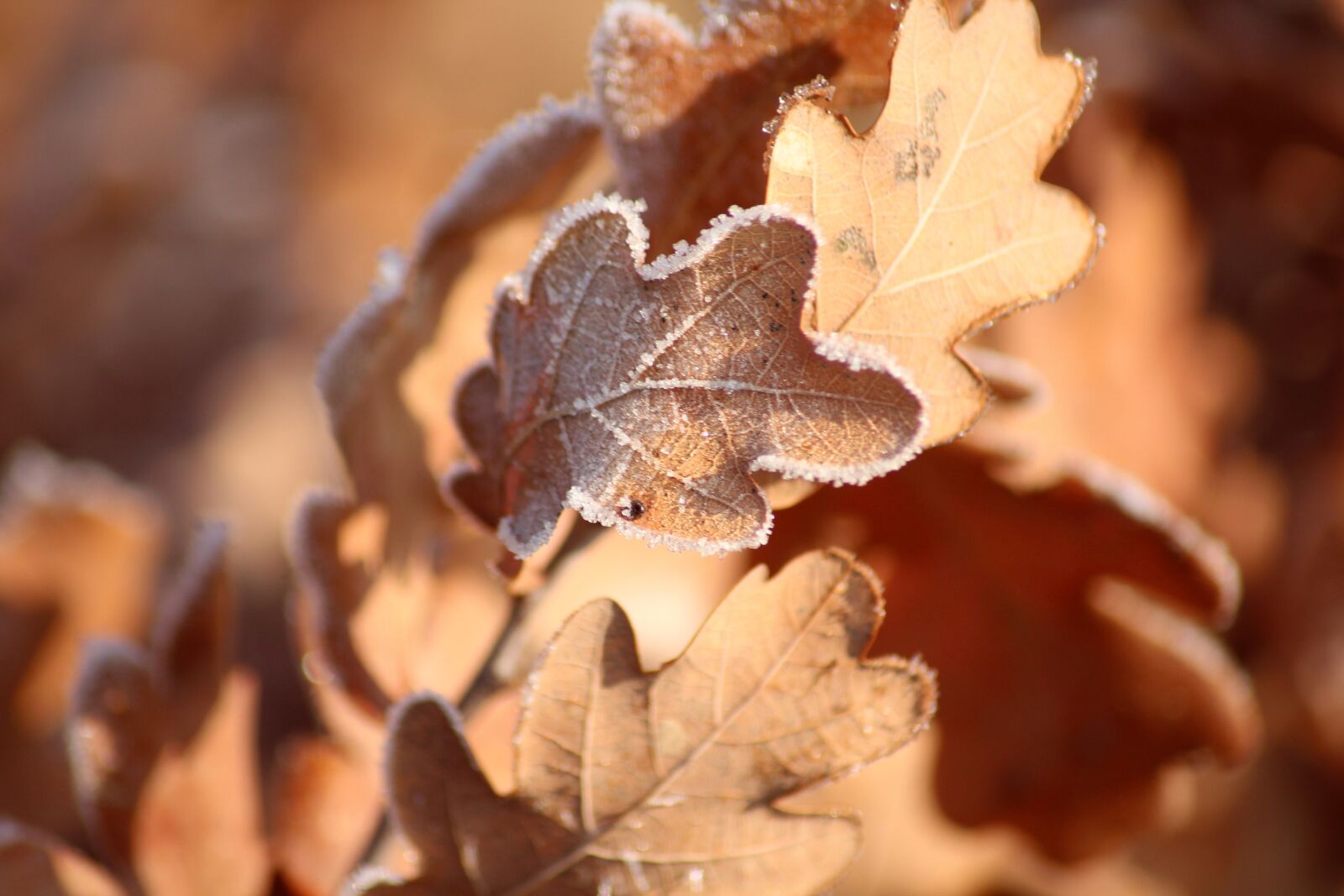 Canon EOS 1200D (EOS Rebel T5 / EOS Kiss X70 / EOS Hi) sample photo. Leaf, frost, cold photography