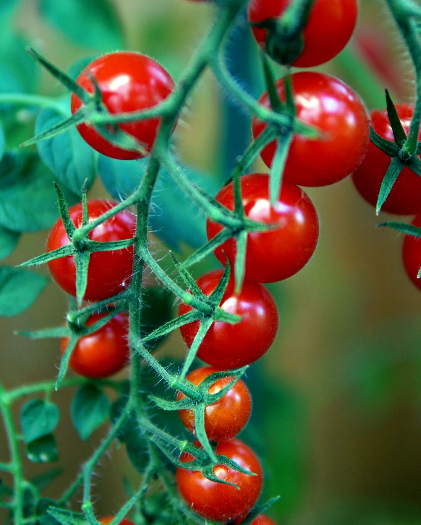 Sony Alpha a5000 (ILCE 5000) + Sigma 30mm F1.4 DC DN | C sample photo. Tomatoes, red, fresh photography