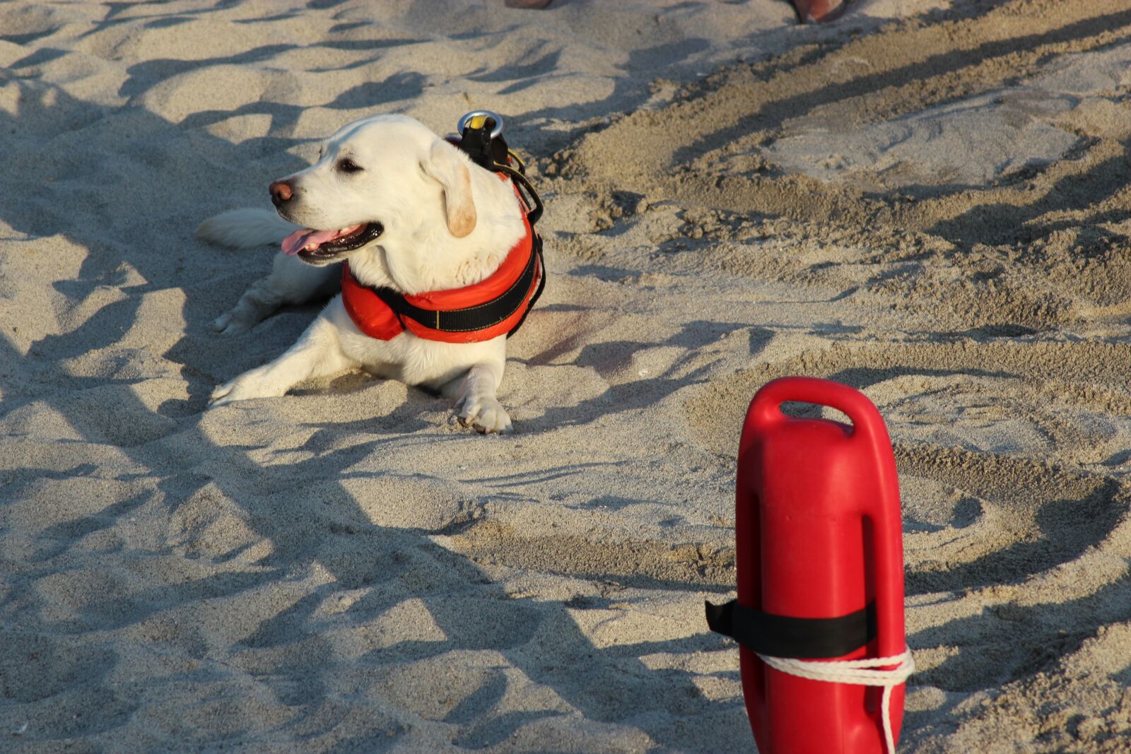 Canon EOS 600D (Rebel EOS T3i / EOS Kiss X5) sample photo. Labrador, dog, rescue photography