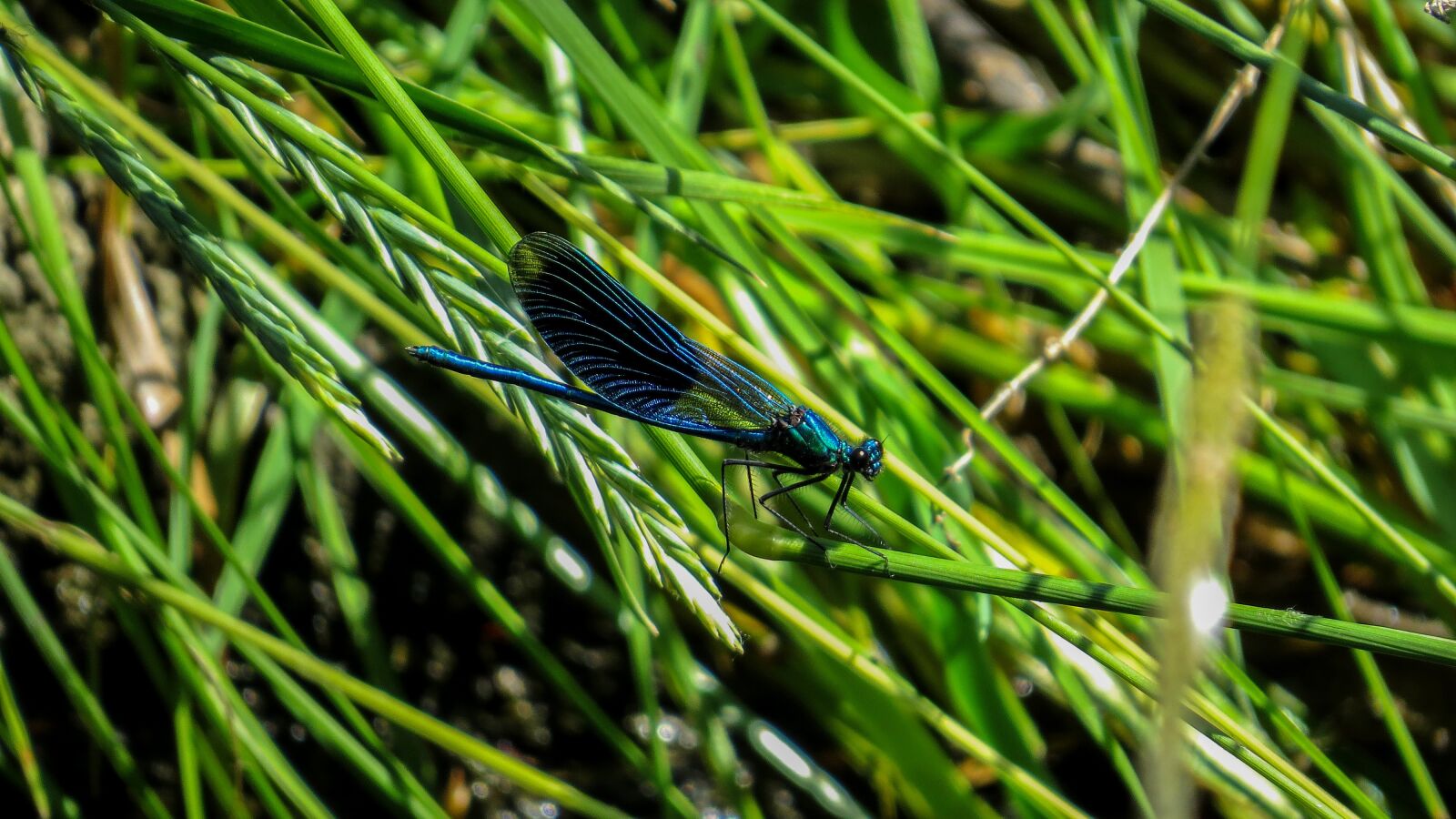 Canon PowerShot SX50 HS sample photo. Dragonfly, insect, national sanctuary photography