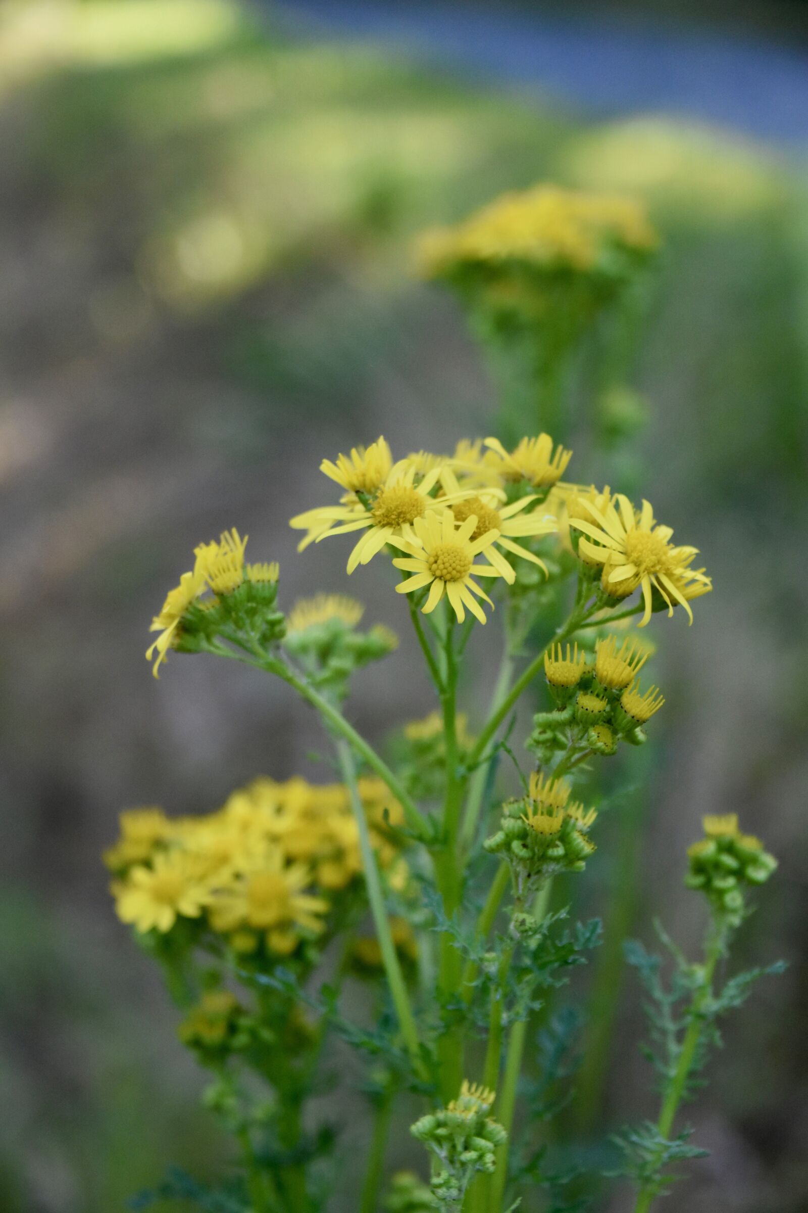 Nikon D5600 sample photo. Flowers, yellow flowers, flower photography