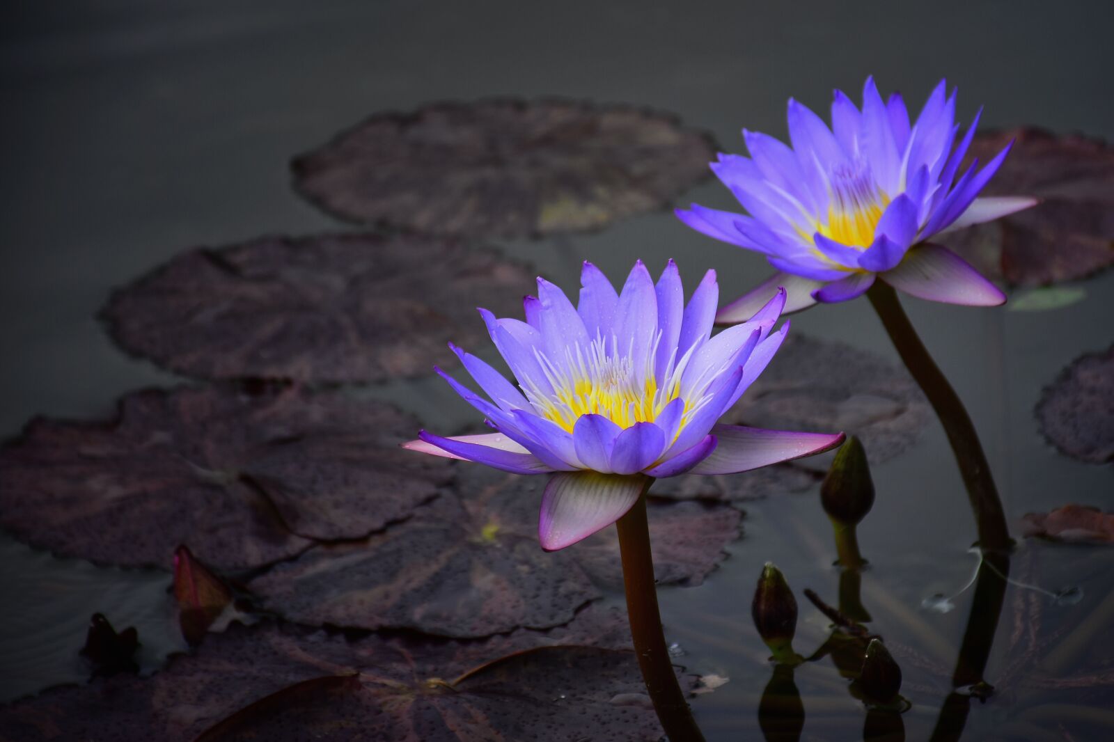 Nikon D7200 sample photo