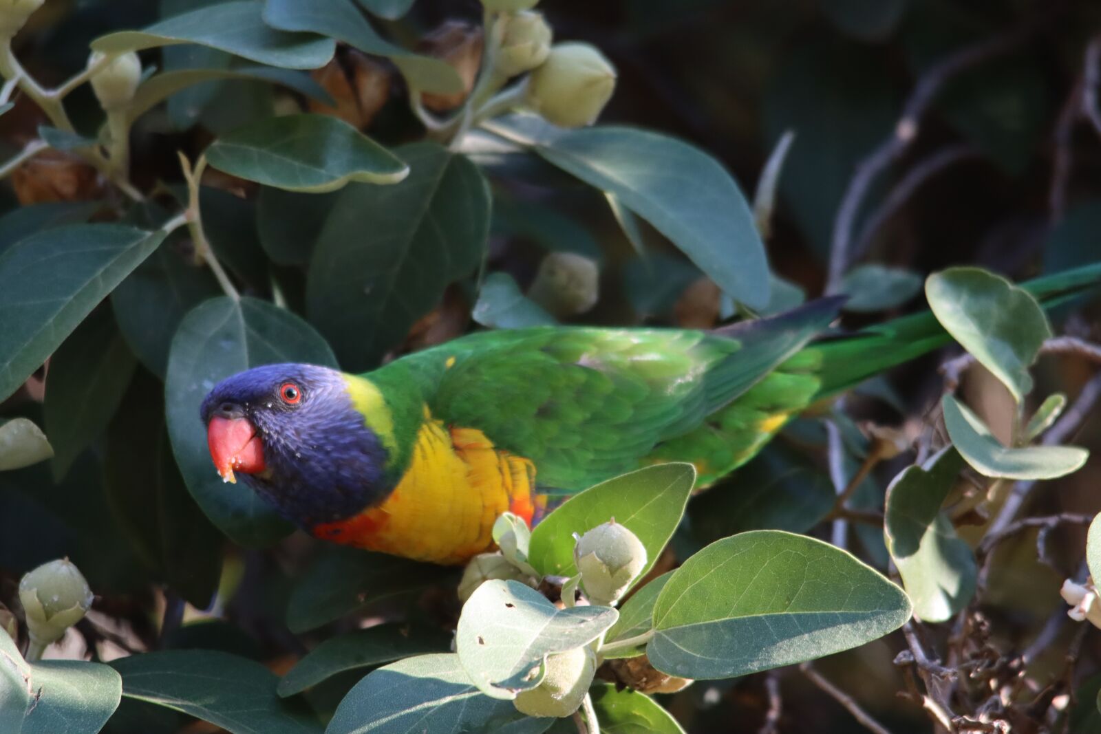 Canon EOS 90D sample photo. Rainbow lorikeet, native, australian photography