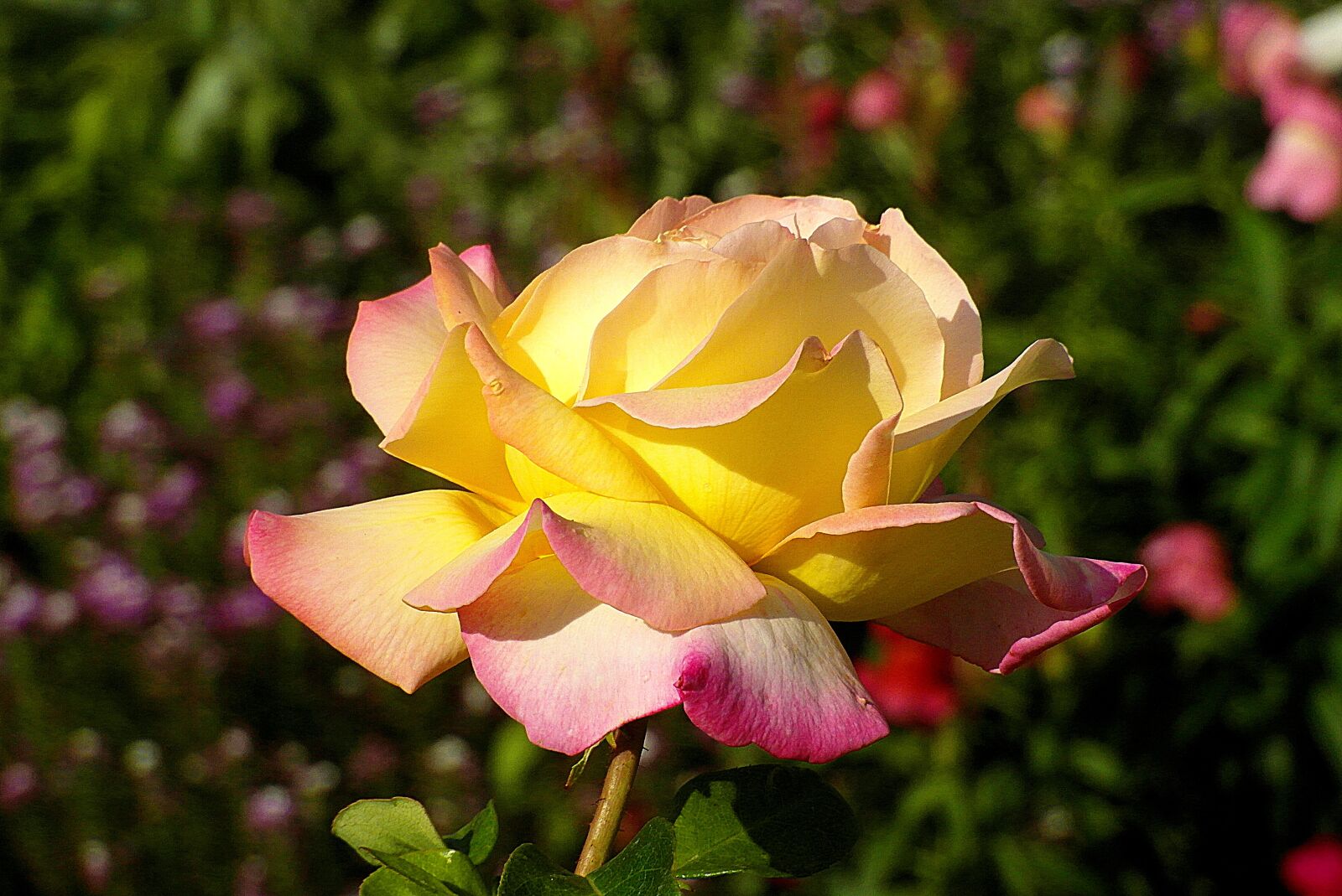 Samsung WB750 sample photo. Rose, flower, yellow photography