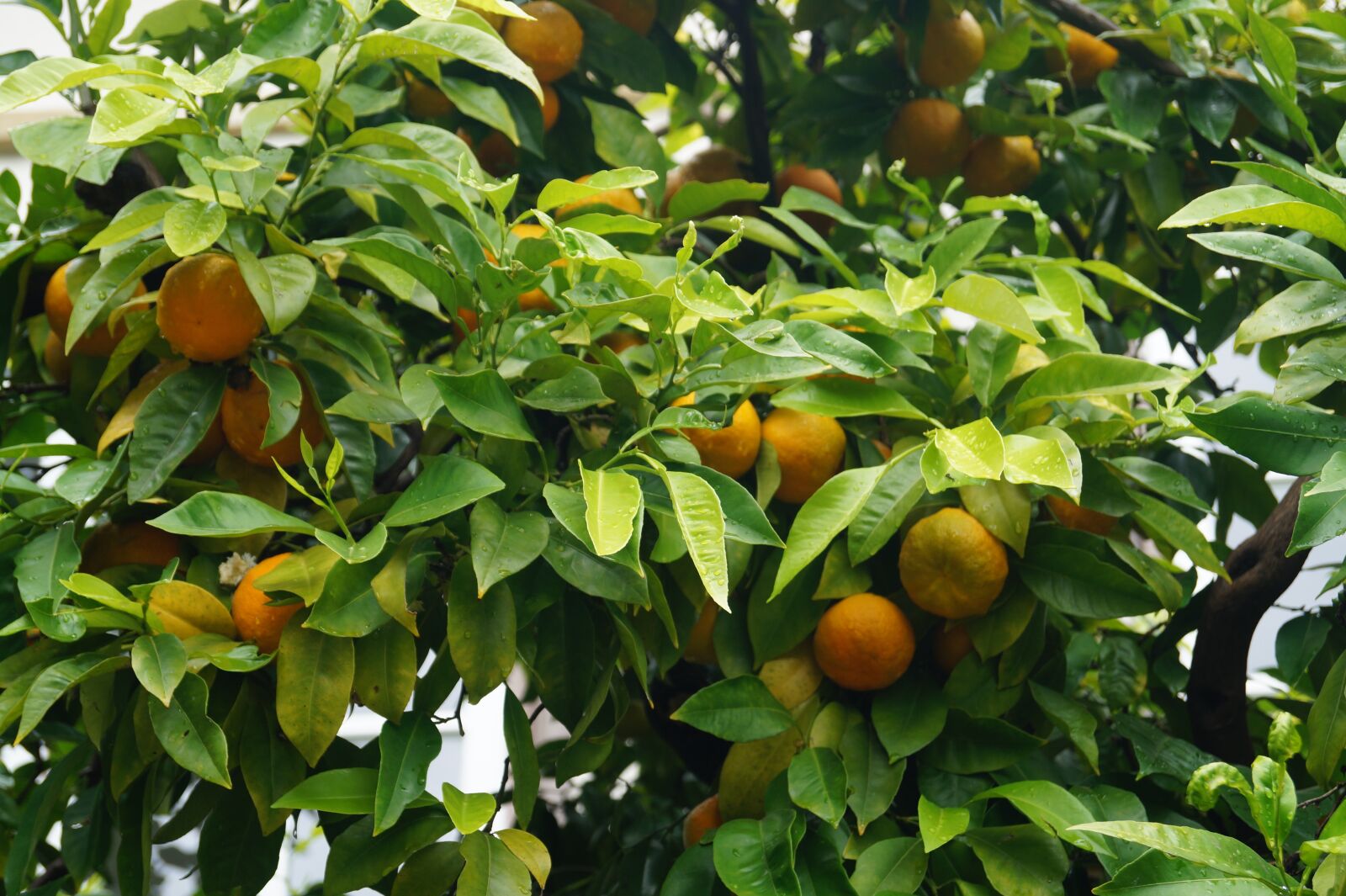 Sony DT 18-55mm F3.5-5.6 SAM II sample photo. Oranges, plant, botany photography