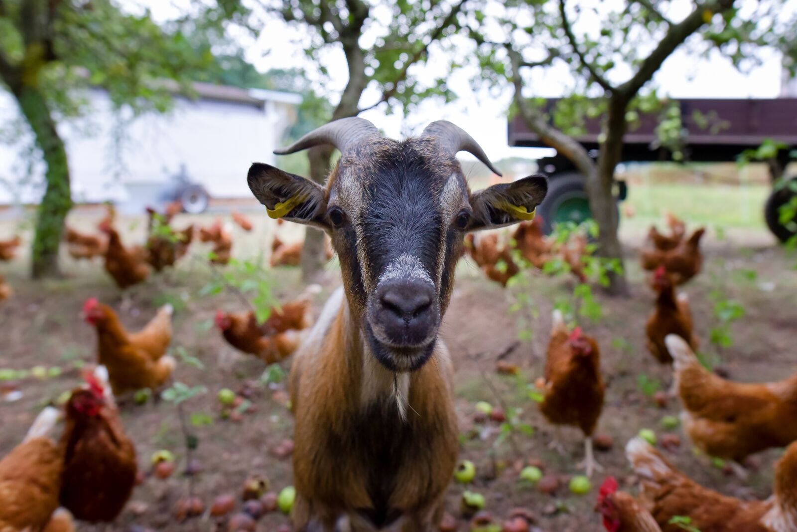 Nikon D750 sample photo. Goat, billy goat, curiosity photography