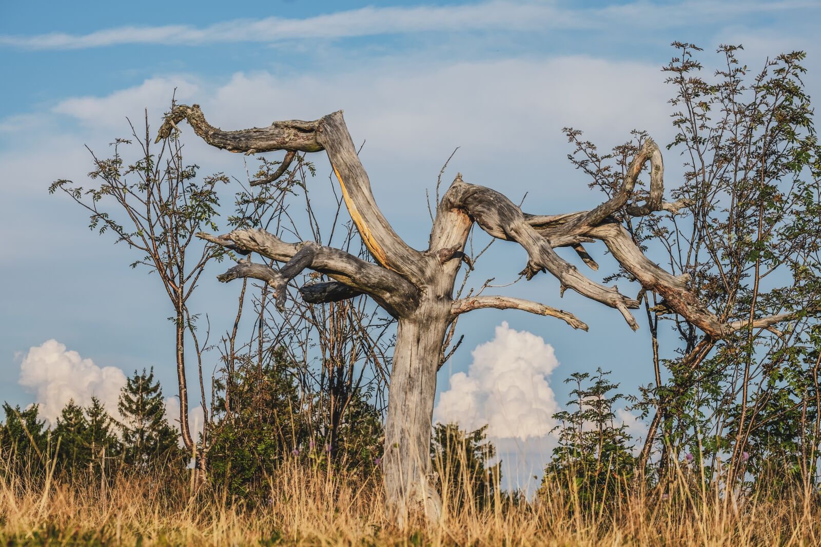 Fujifilm XF 55-200mm F3.5-4.8 R LM OIS sample photo. Tree, old, gnarled photography