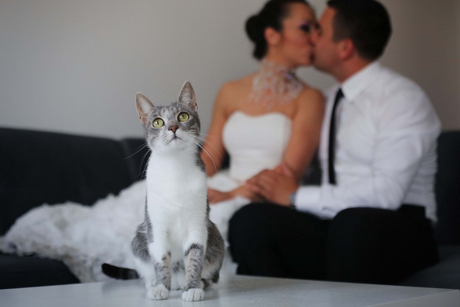 Canon EF 50mm F1.4 USM sample photo. Domestic cat, adorable, bride photography