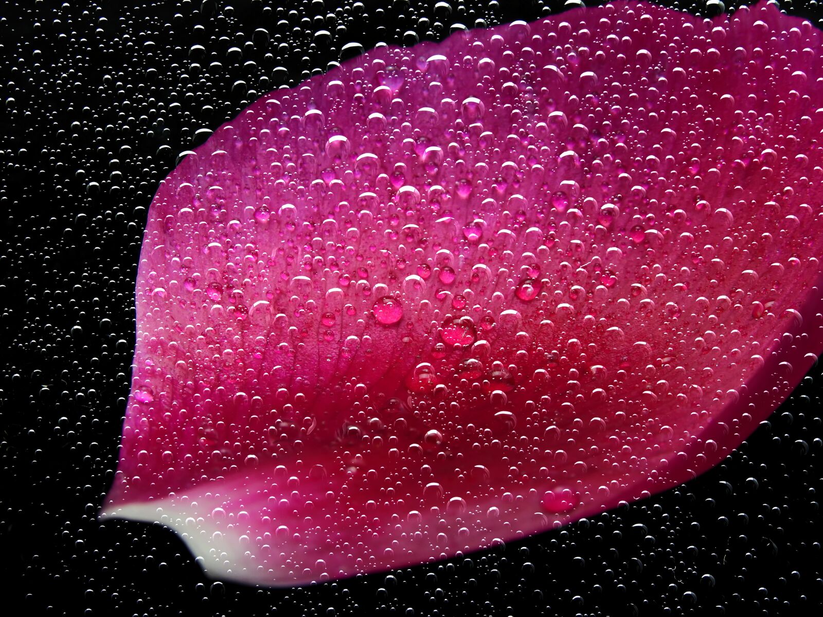 Nikon Coolpix P900 sample photo. Blossom, bloom, flower photography