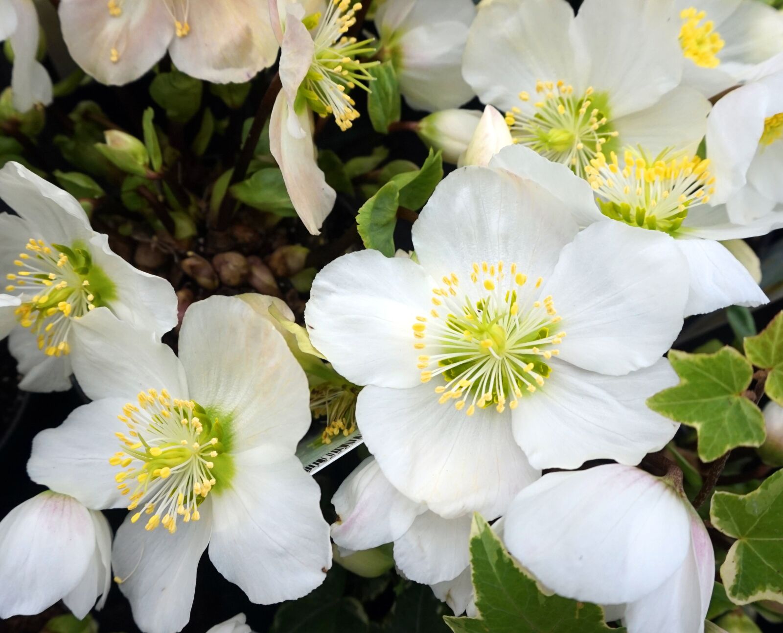 Sony E 16-50mm F3.5-5.6 PZ OSS sample photo. Christian roses, white, winterblueher photography