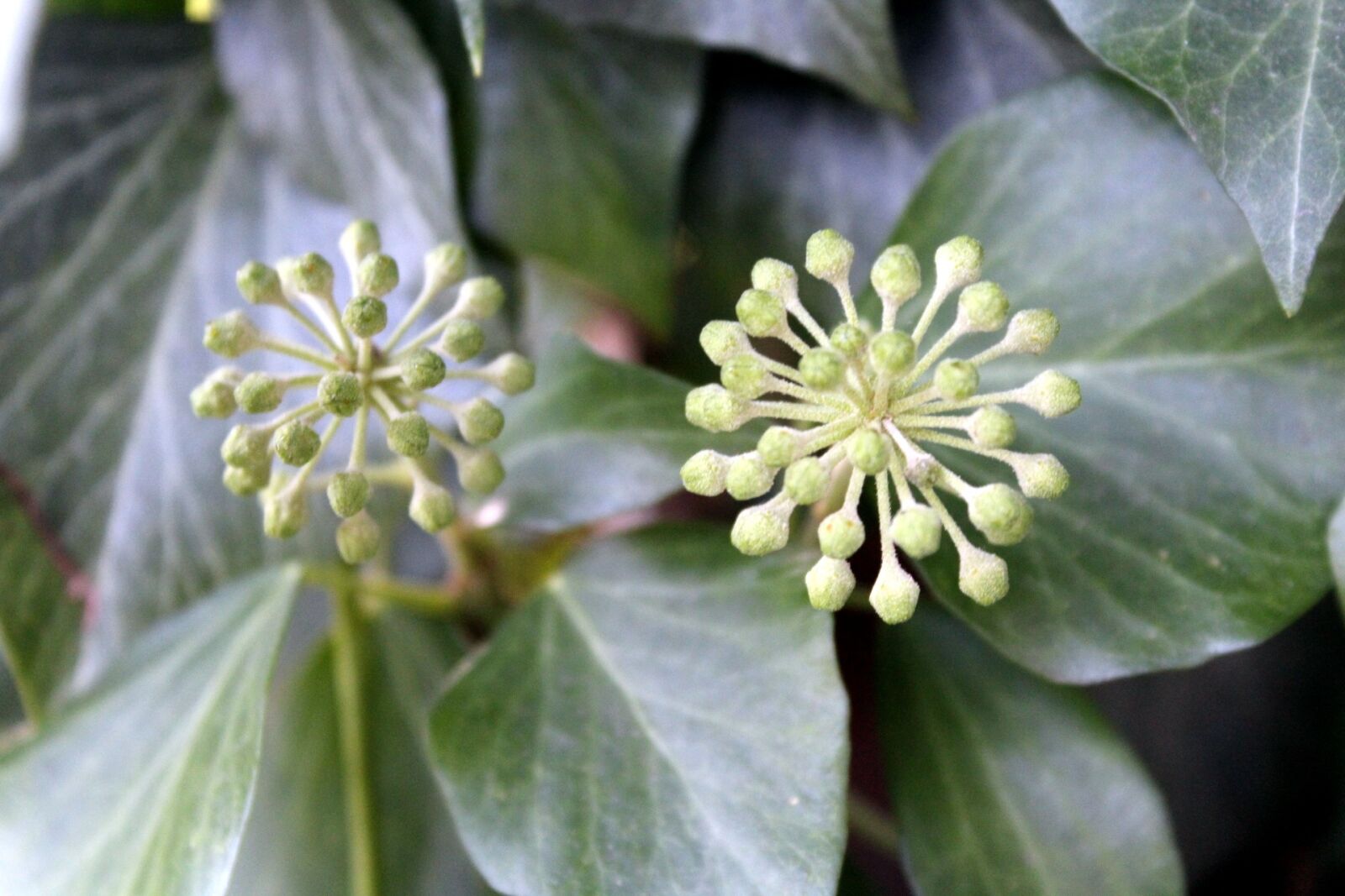 Canon EOS 1200D (EOS Rebel T5 / EOS Kiss X70 / EOS Hi) sample photo. Ivy, plant, nature photography