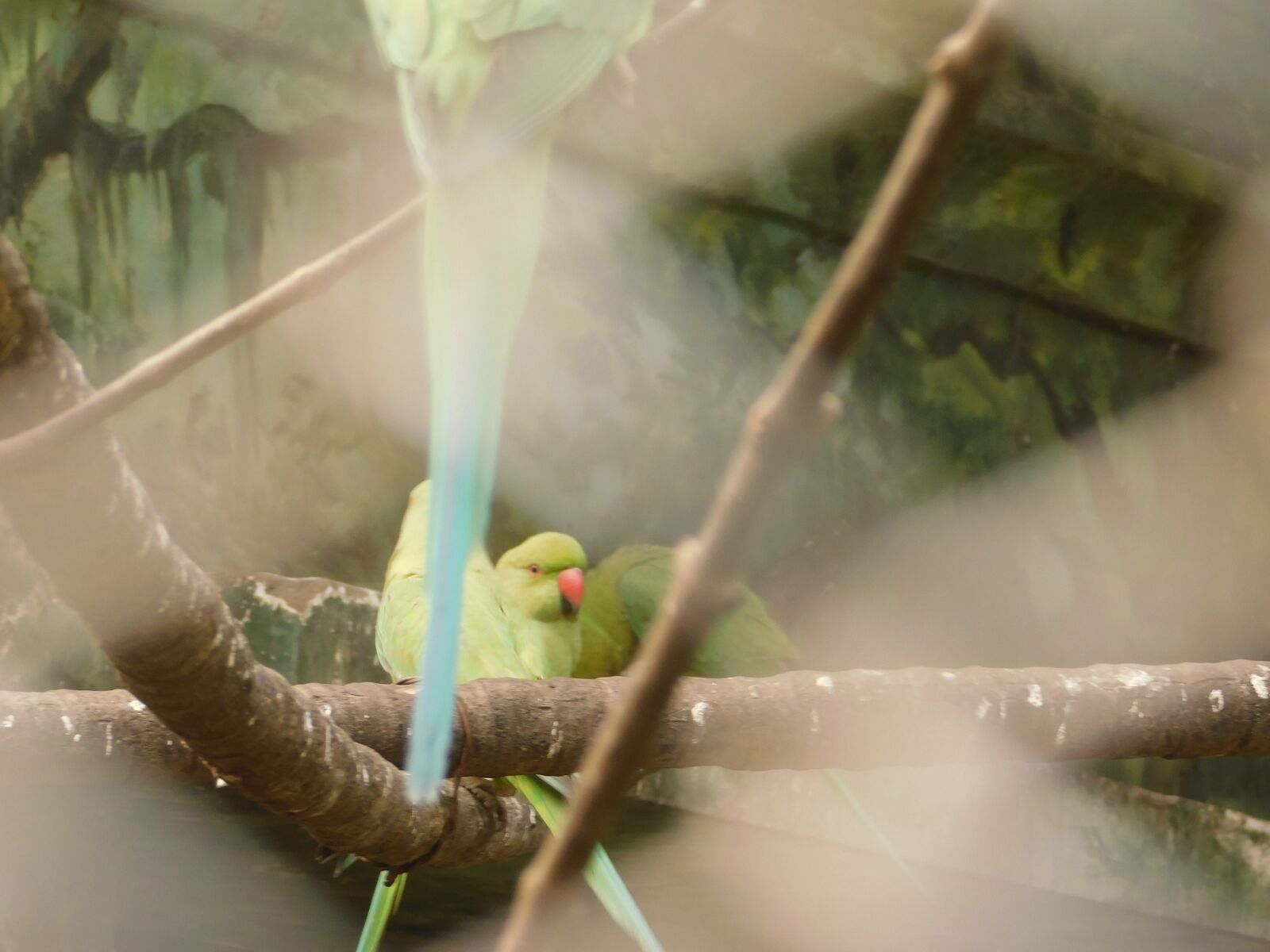 Nikon Coolpix B500 sample photo. Nice, parrot, in photography