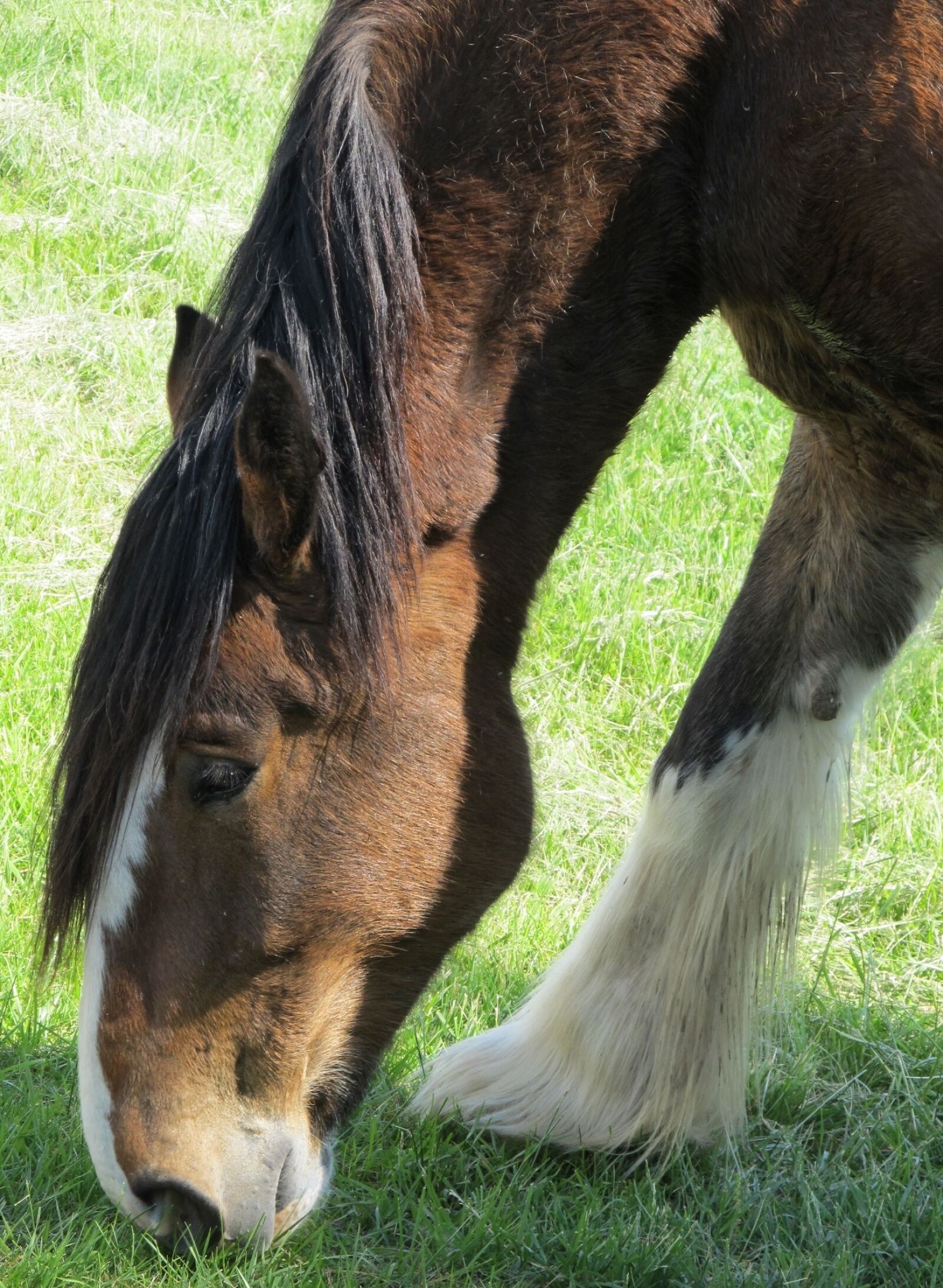 Canon PowerShot SX130 IS sample photo. Clydesdale, horse, grazing photography
