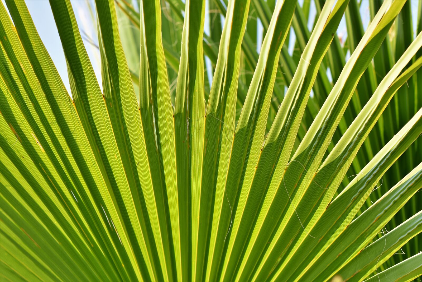 Nikon D7200 sample photo. James, palm, leaf photography