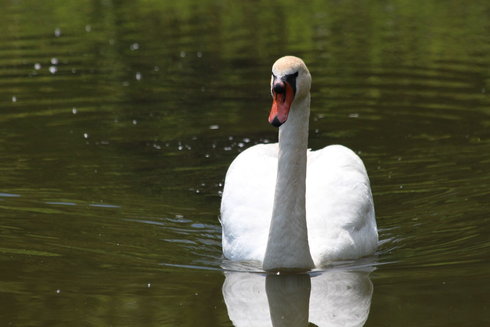 Canon EOS 650D (EOS Rebel T4i / EOS Kiss X6i) sample photo. Swan, a swan-shipun, cygnus photography