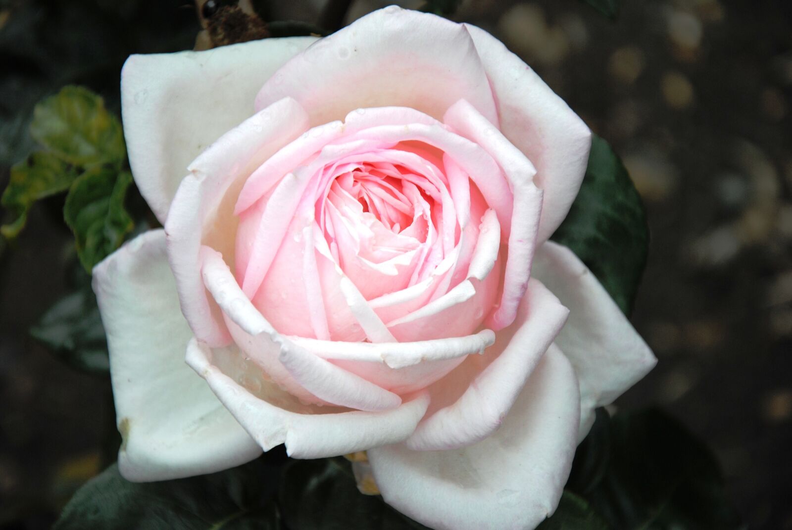 Nikon D3000 sample photo. Pink rose, rose, light photography