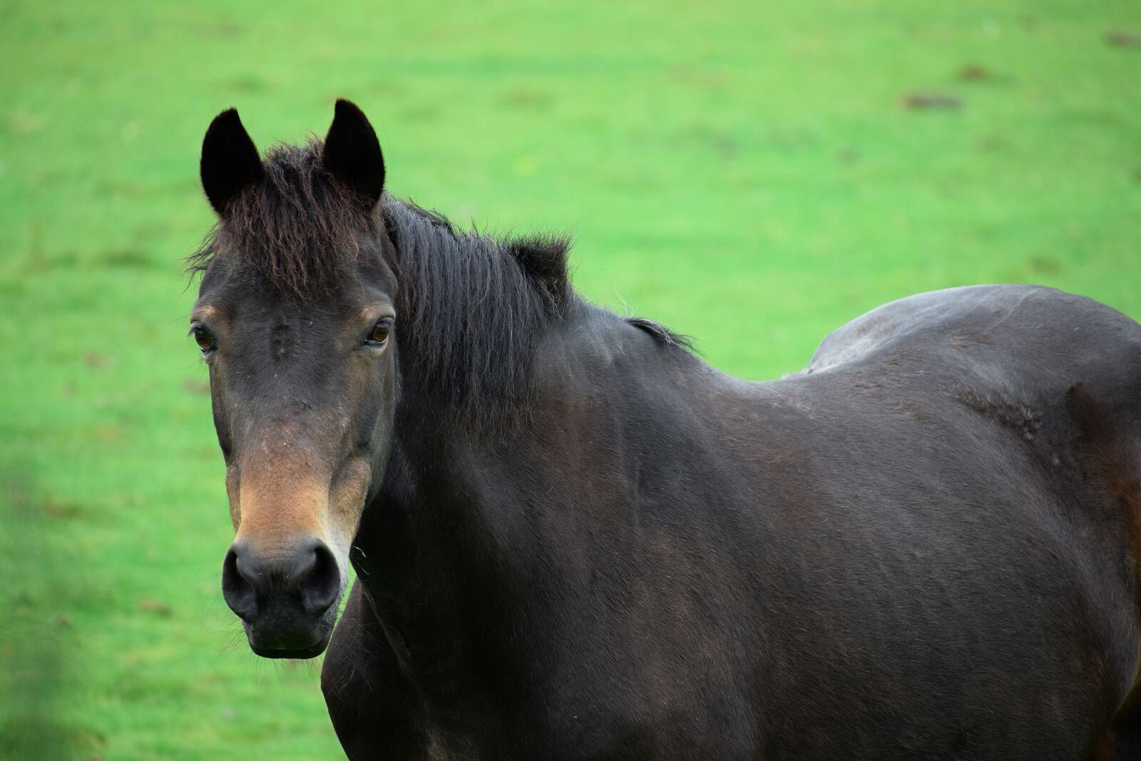 Nikon D3300 sample photo. Equestrian, object, body photography