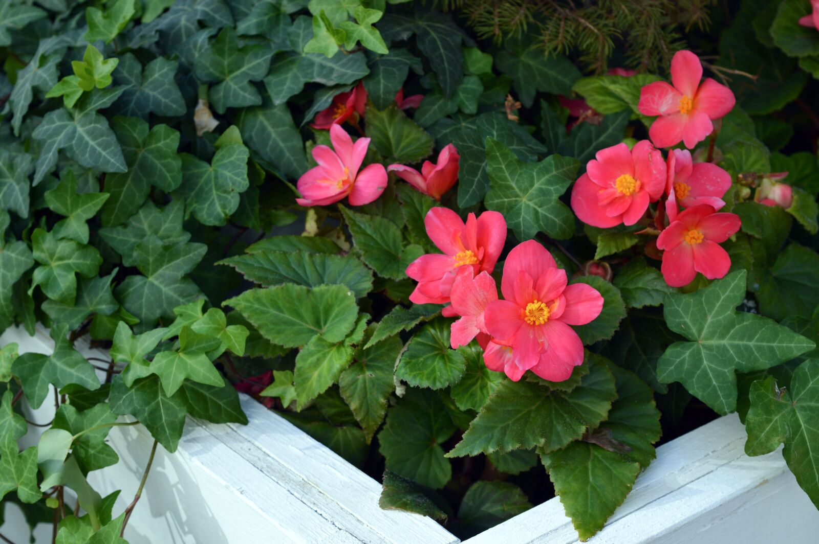 Nikon D3200 sample photo. Begonia tuber, begonia pink photography
