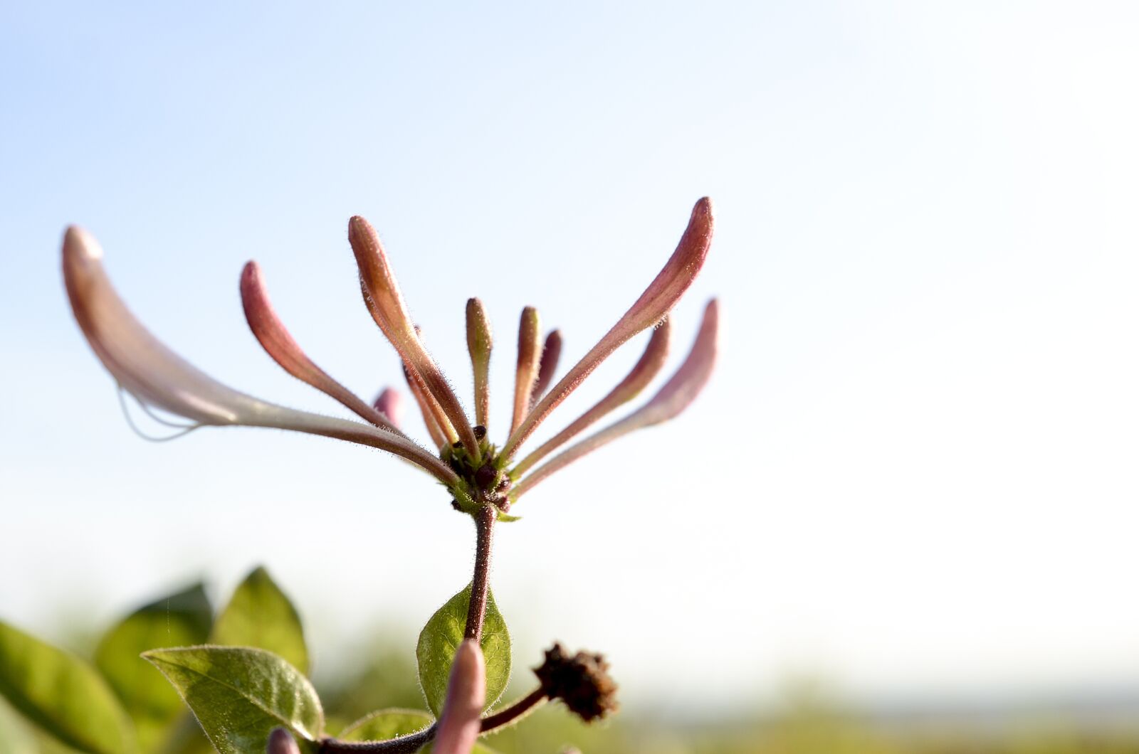 Nikon D7000 sample photo. Flower, plant, beach photography