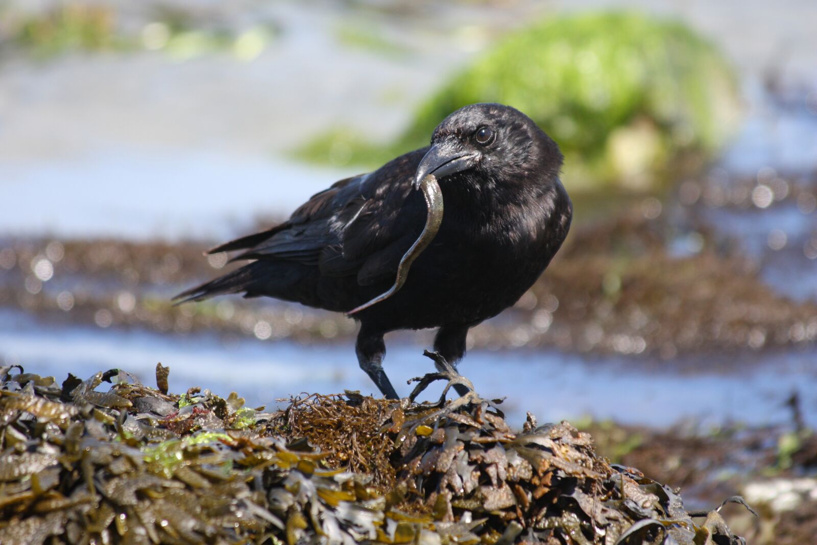 Canon EOS 40D sample photo. Crow, catch, fishing photography