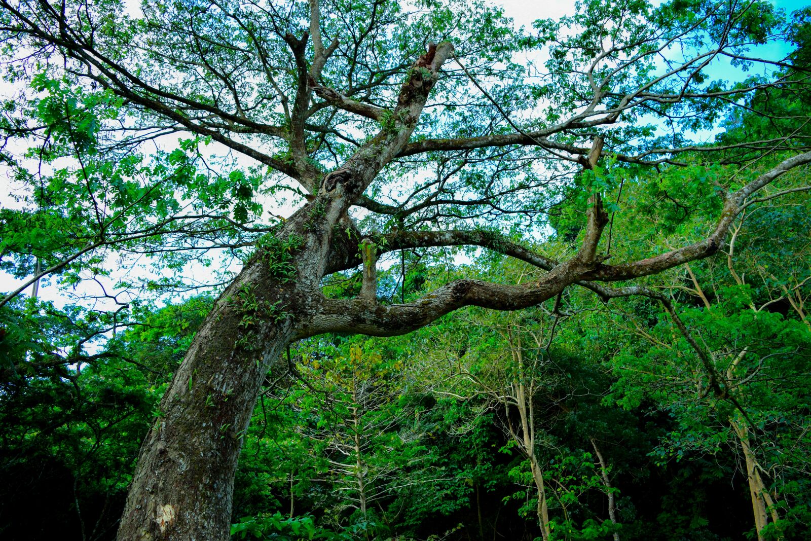 Nikon D5300 sample photo. Tree, nature, green photography