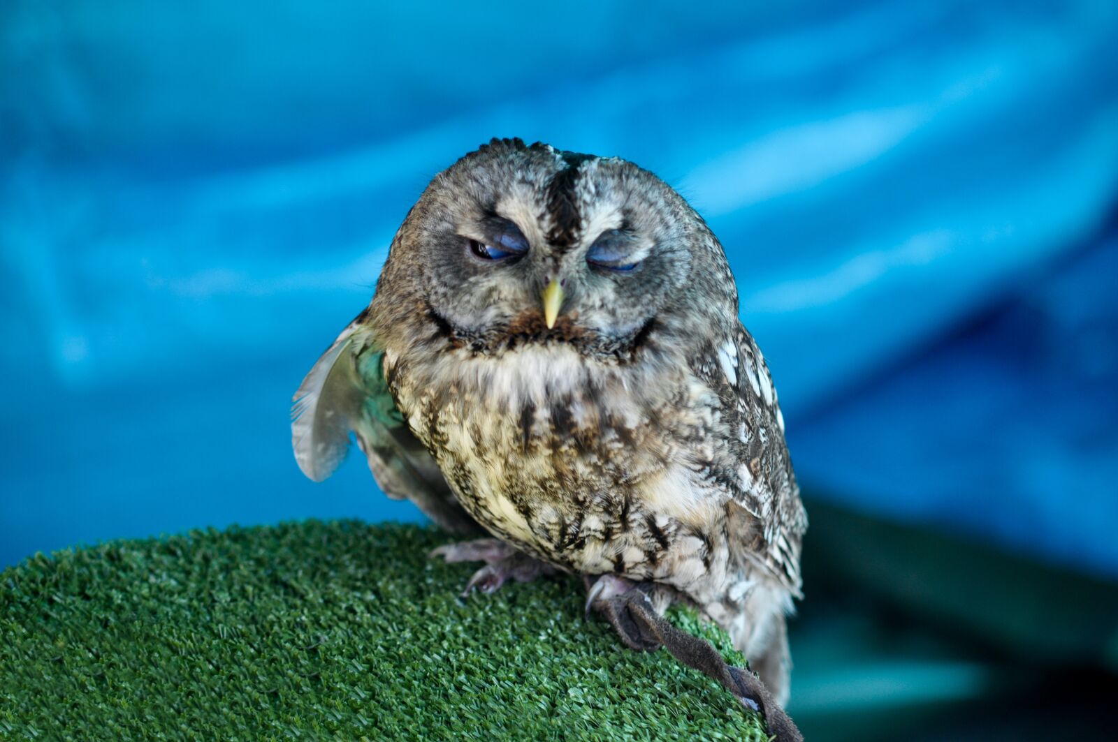 Nikon D5000 sample photo. Owl, the raptor saved photography
