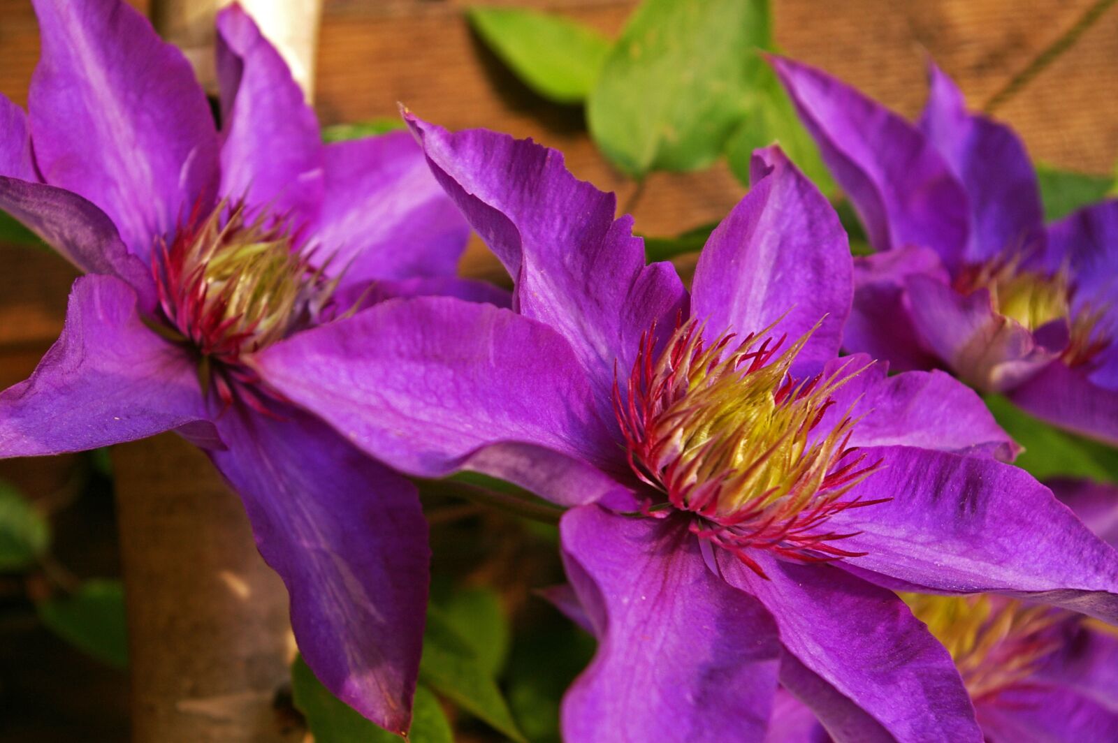 Pentax *ist DL2 sample photo. Clematis, clematis flower, petals photography
